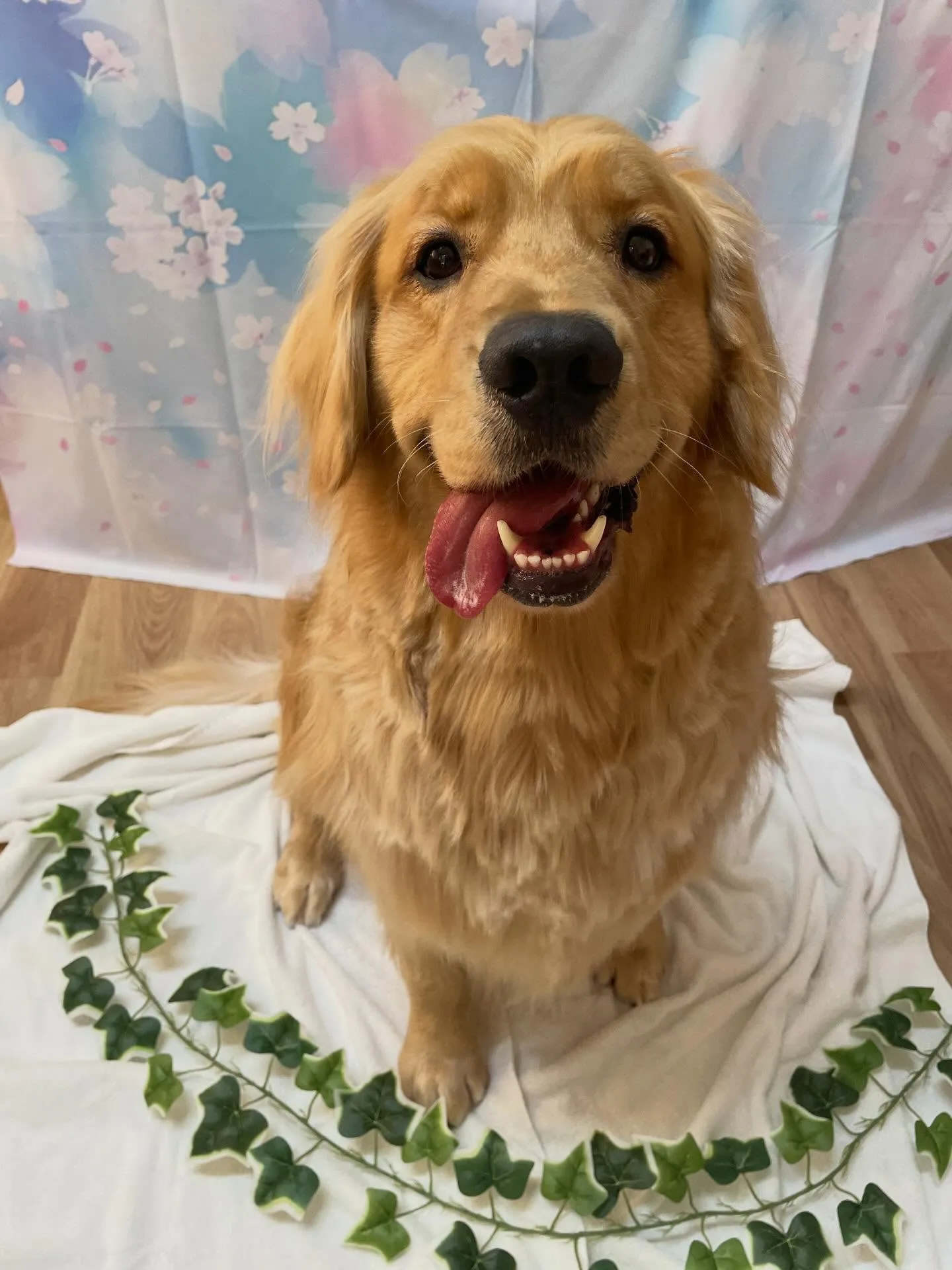 🍃3/8のトリミング🍃ゴールデンレトリバー🐶｜名東区・千種区...