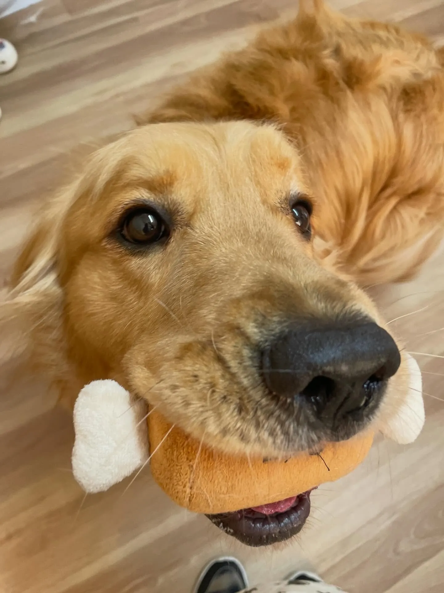 🍃3/8のトリミング🍃ゴールデンレトリバー🐶｜名東区・千種区...