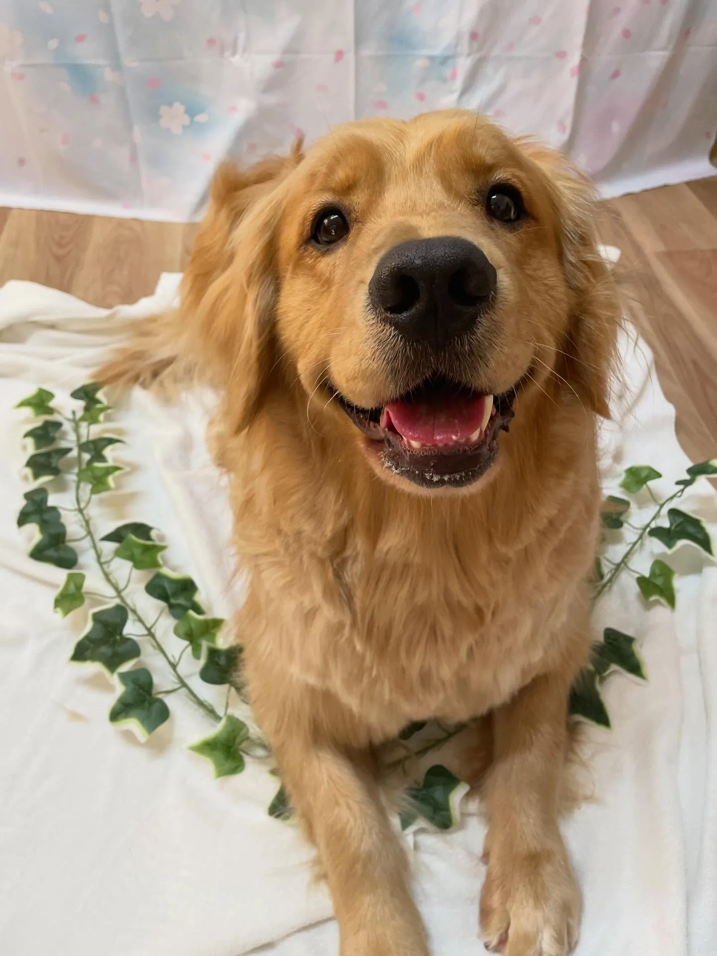 🍃3/8のトリミング🍃ゴールデンレトリバー🐶｜名東区・千種区...