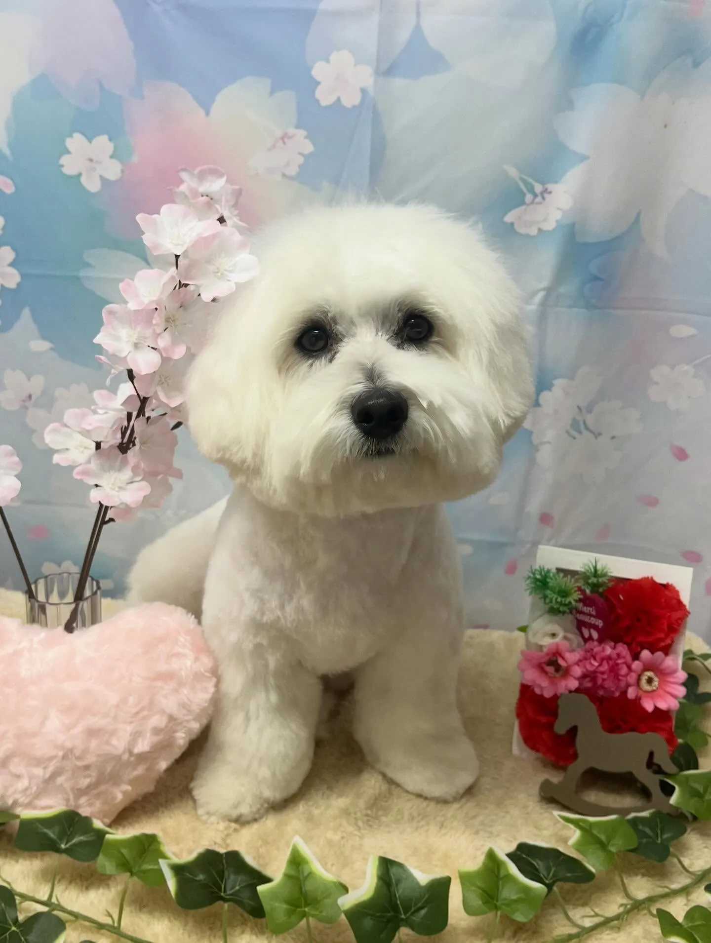 🍃3/8のトリミング🍃ミックス犬🐶｜名東区・千種区・守山区の...