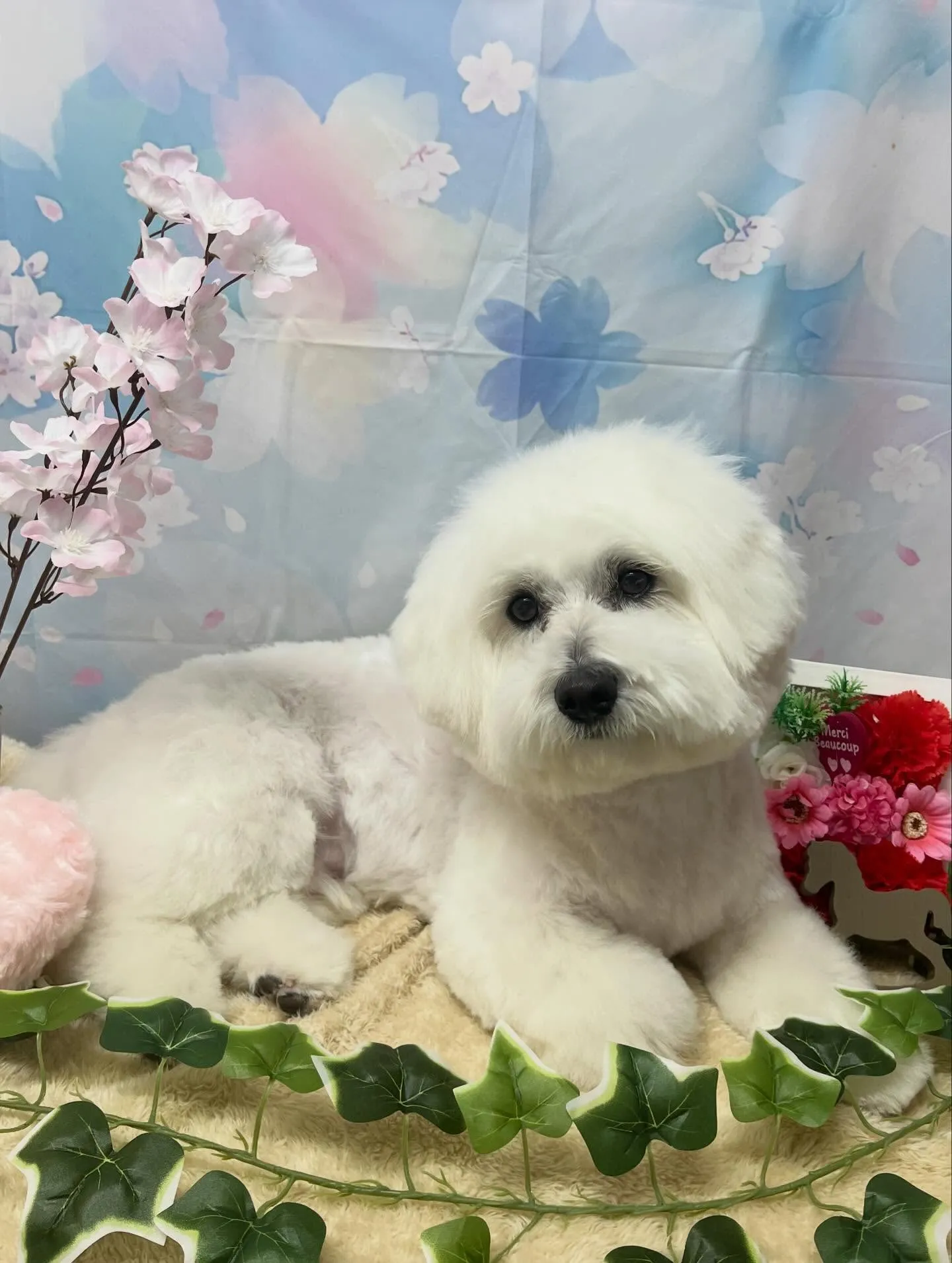 🍃3/8のトリミング🍃ミックス犬🐶｜名東区・千種区・守山区の...