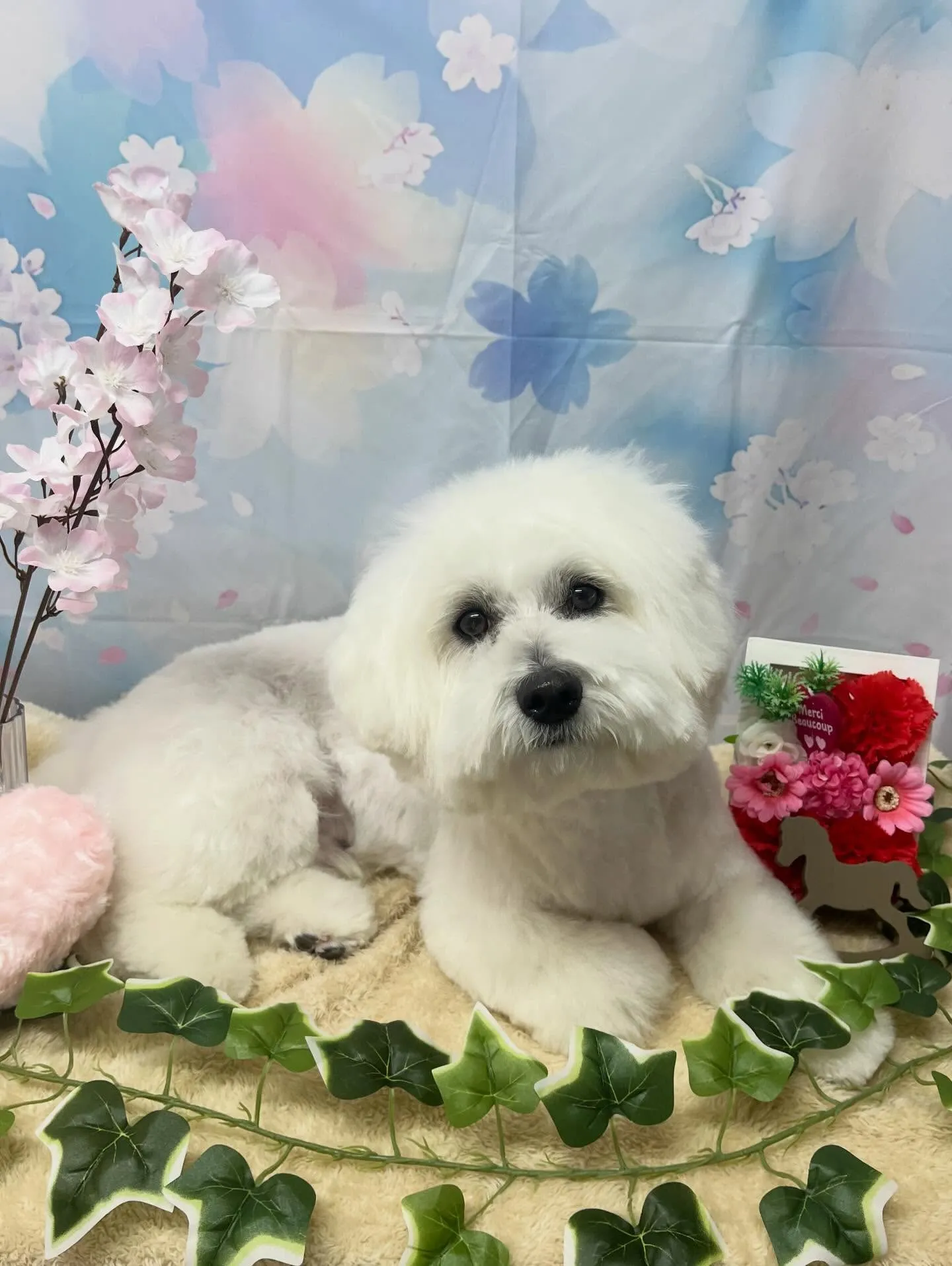 🍃3/8のトリミング🍃ミックス犬🐶｜名東区・千種区・守山区の...