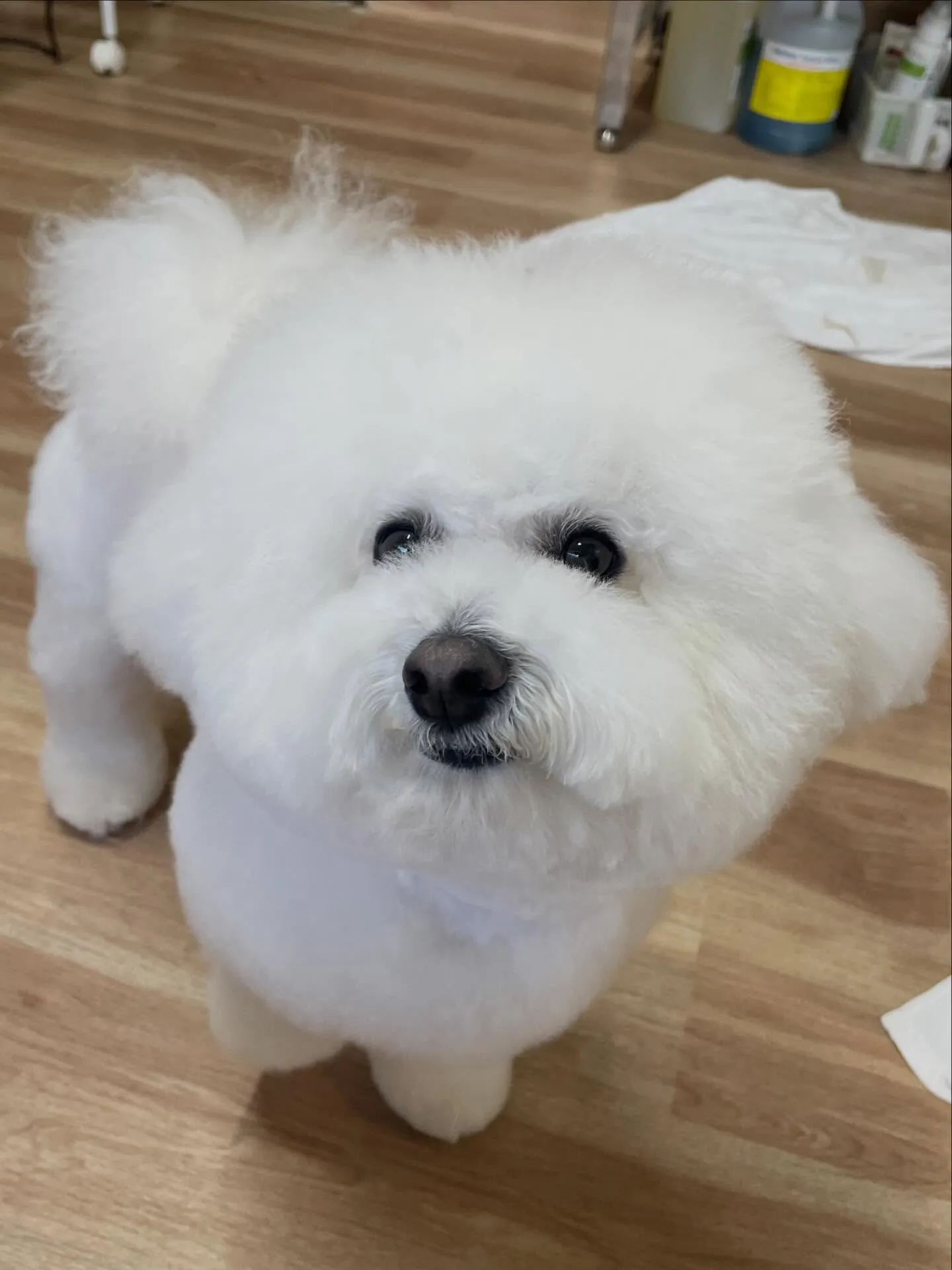 🍃3/7のトリミング🍃ビションフリーゼ🐶｜名東区・千種区・守...