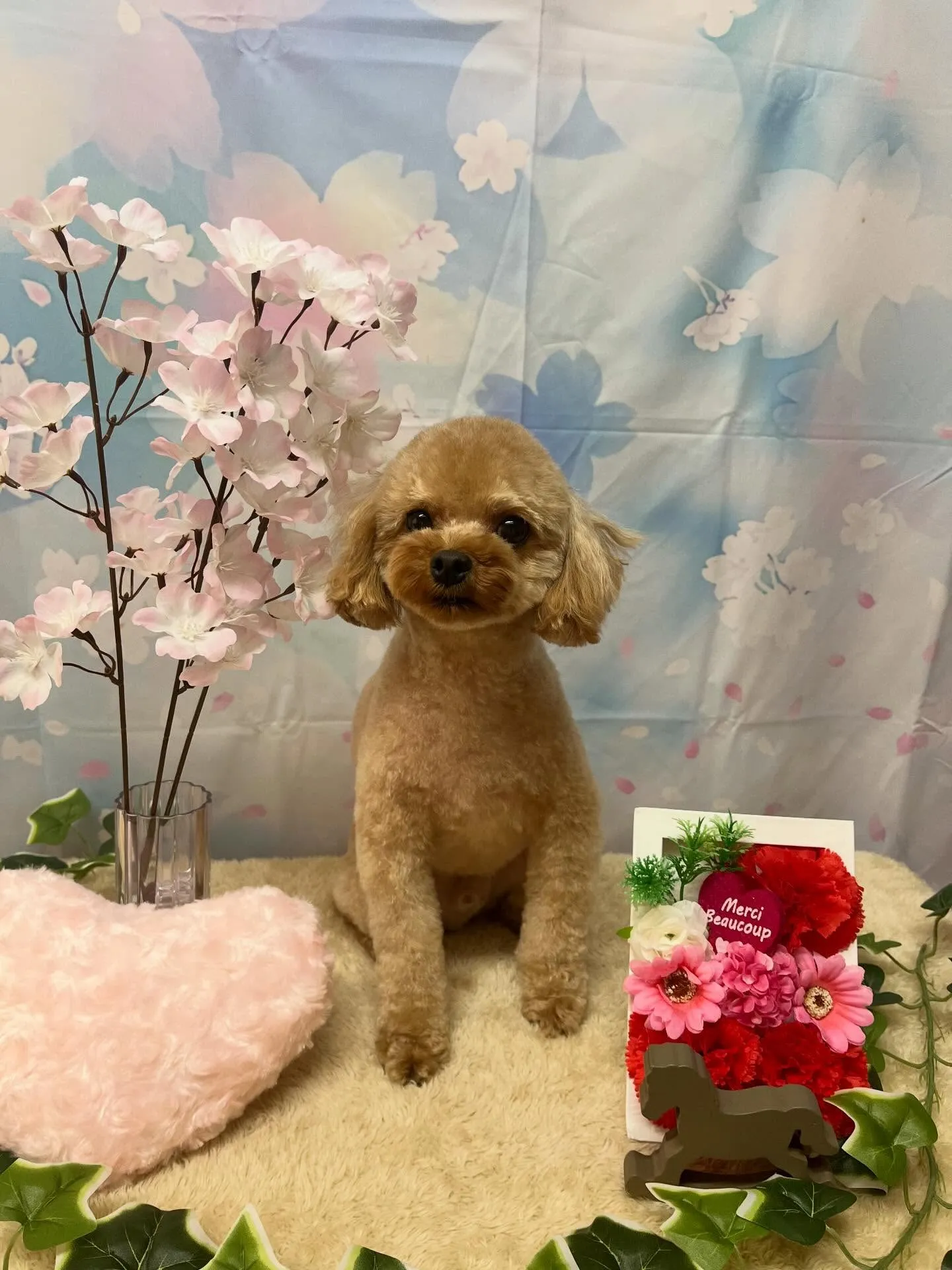 🍃3/10のトリミング🍃プードル🐶｜名東区・千種区・守山区の...