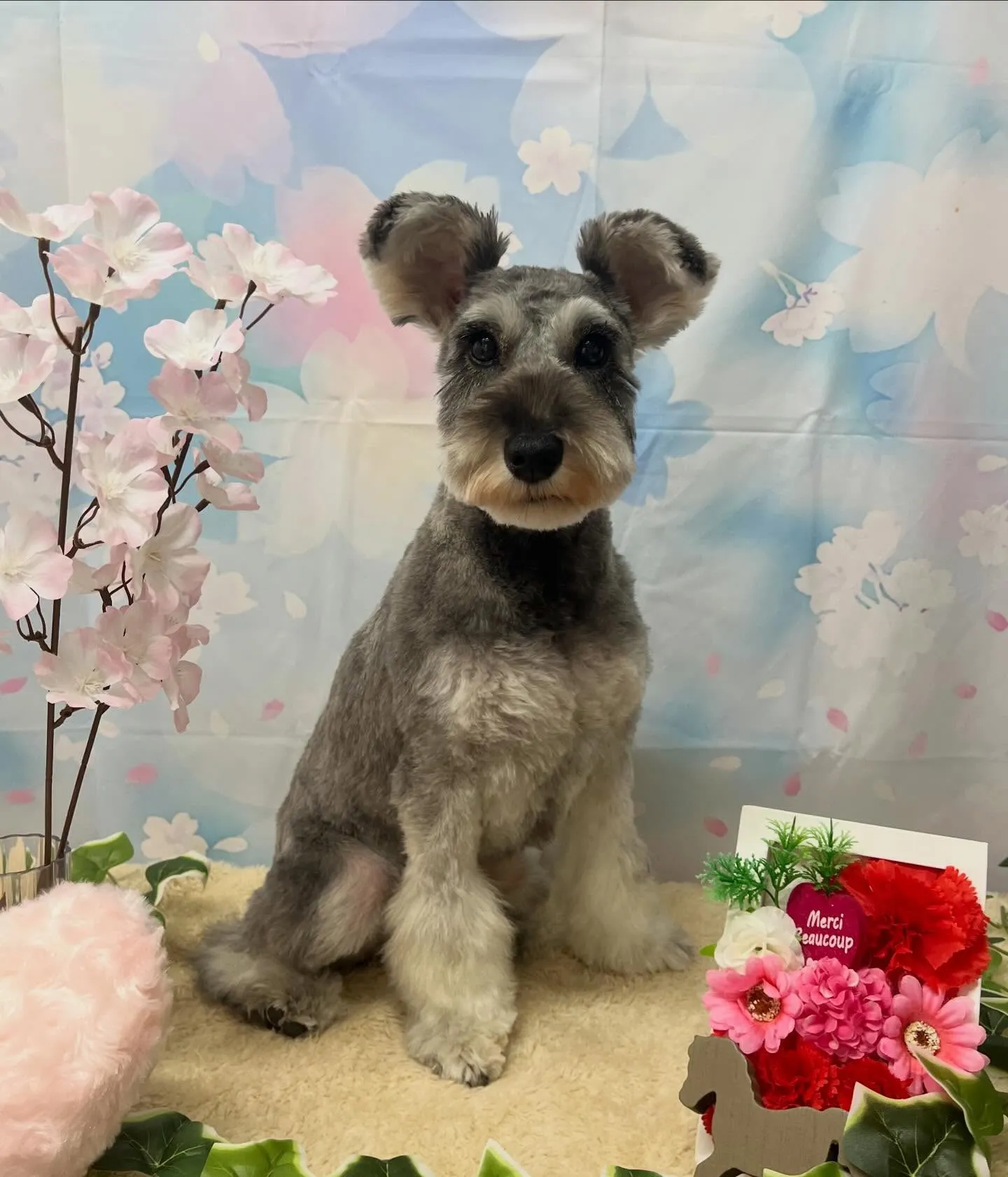 🍃3/11のトリミング🍃シュナウザー🐶｜名東区・千種区・守山...