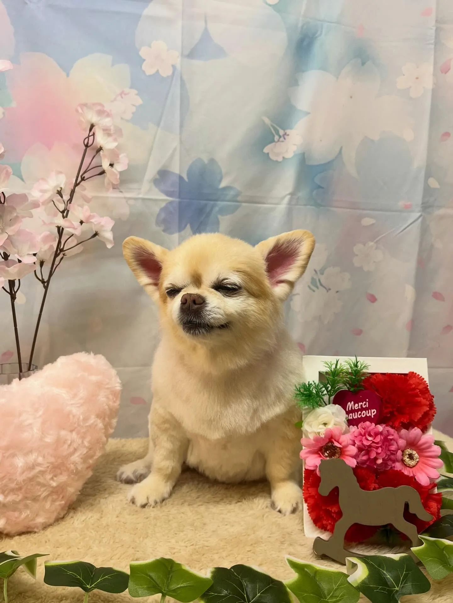 🍃3/11のトリミング🍃チワワ🐶｜名東区・千種区・守山区の動...