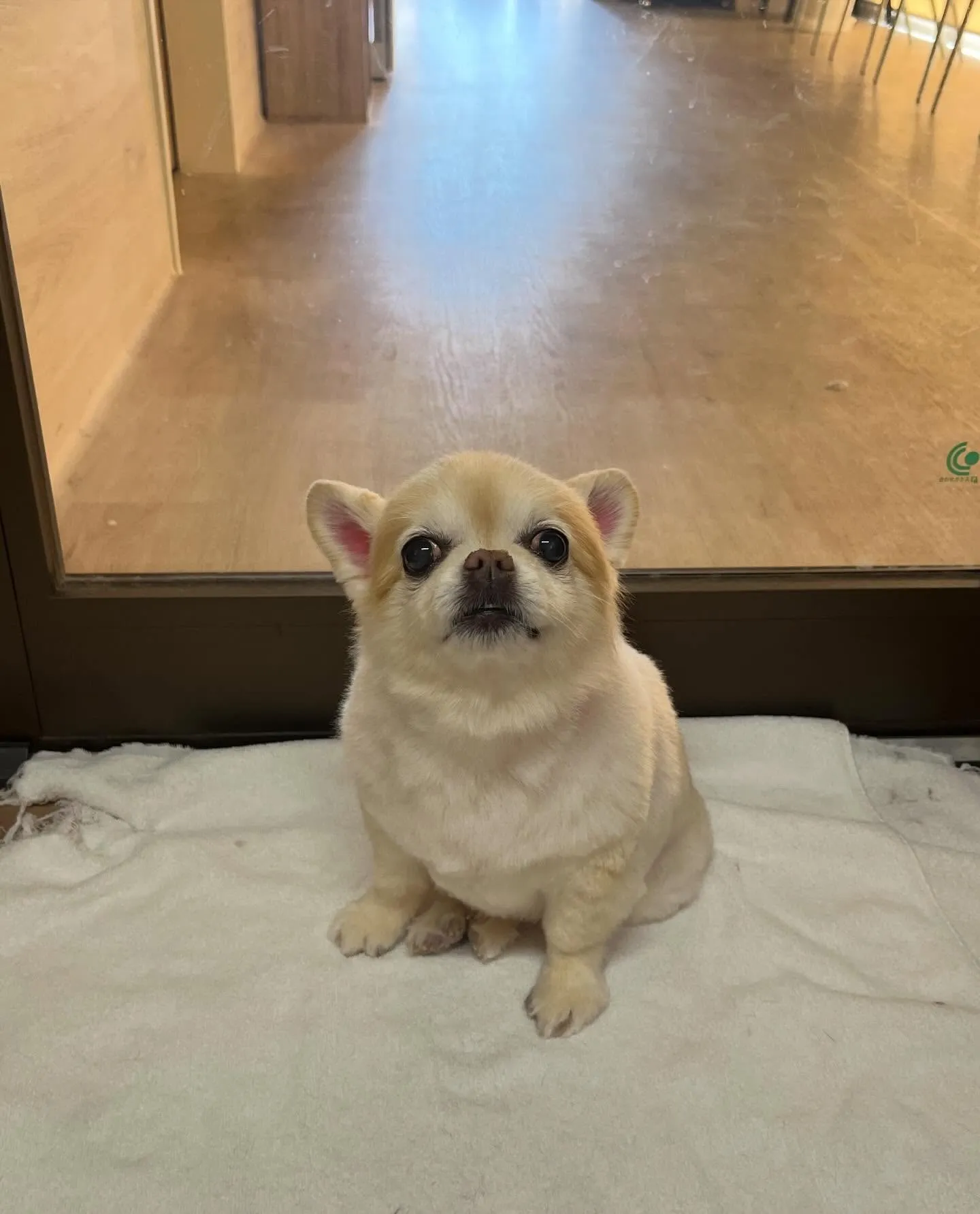 🍃3/11のトリミング🍃チワワ🐶｜名東区・千種区・守山区の動...