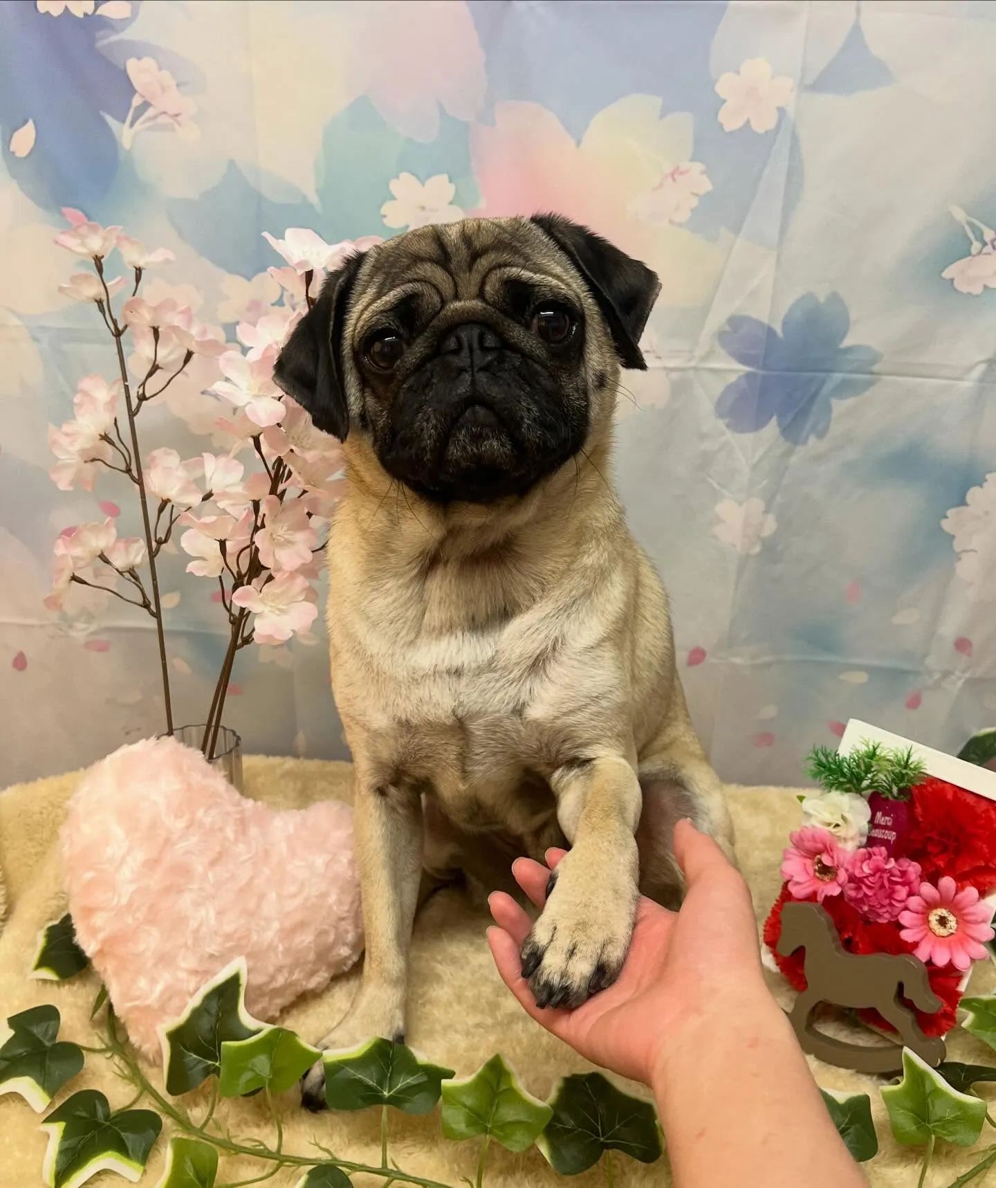 🍃3/11のトリミング🍃パグ🐶｜名東区・千種区・守山区の動物...