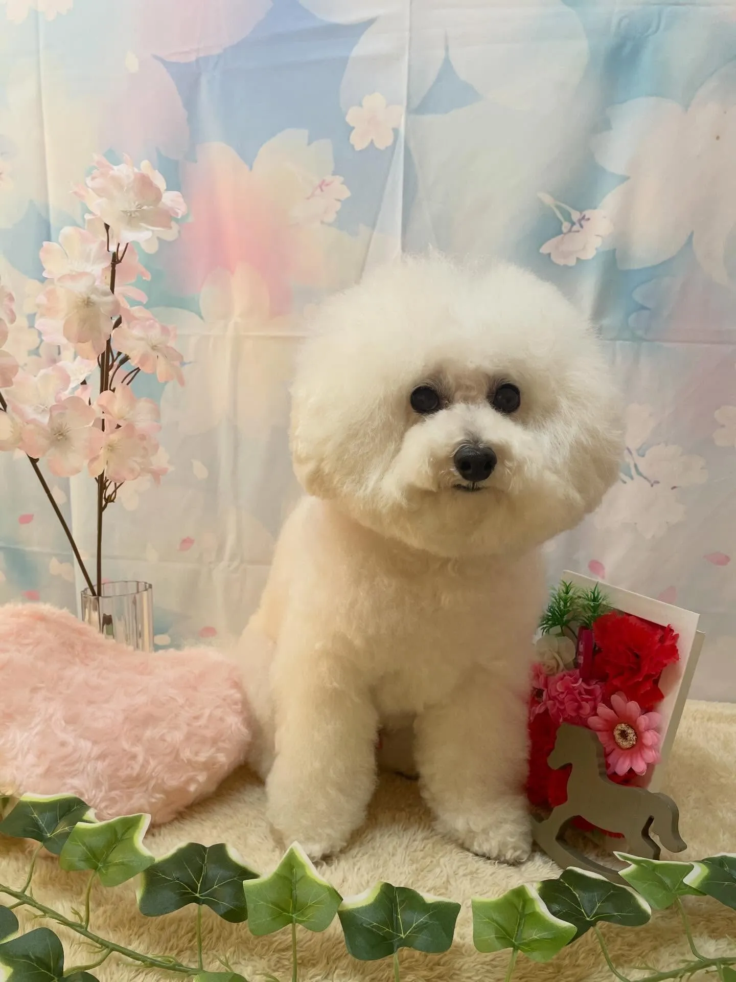 🍃3/11のトリミング🍃プードル🐶｜名東区・千種区・守山区の...