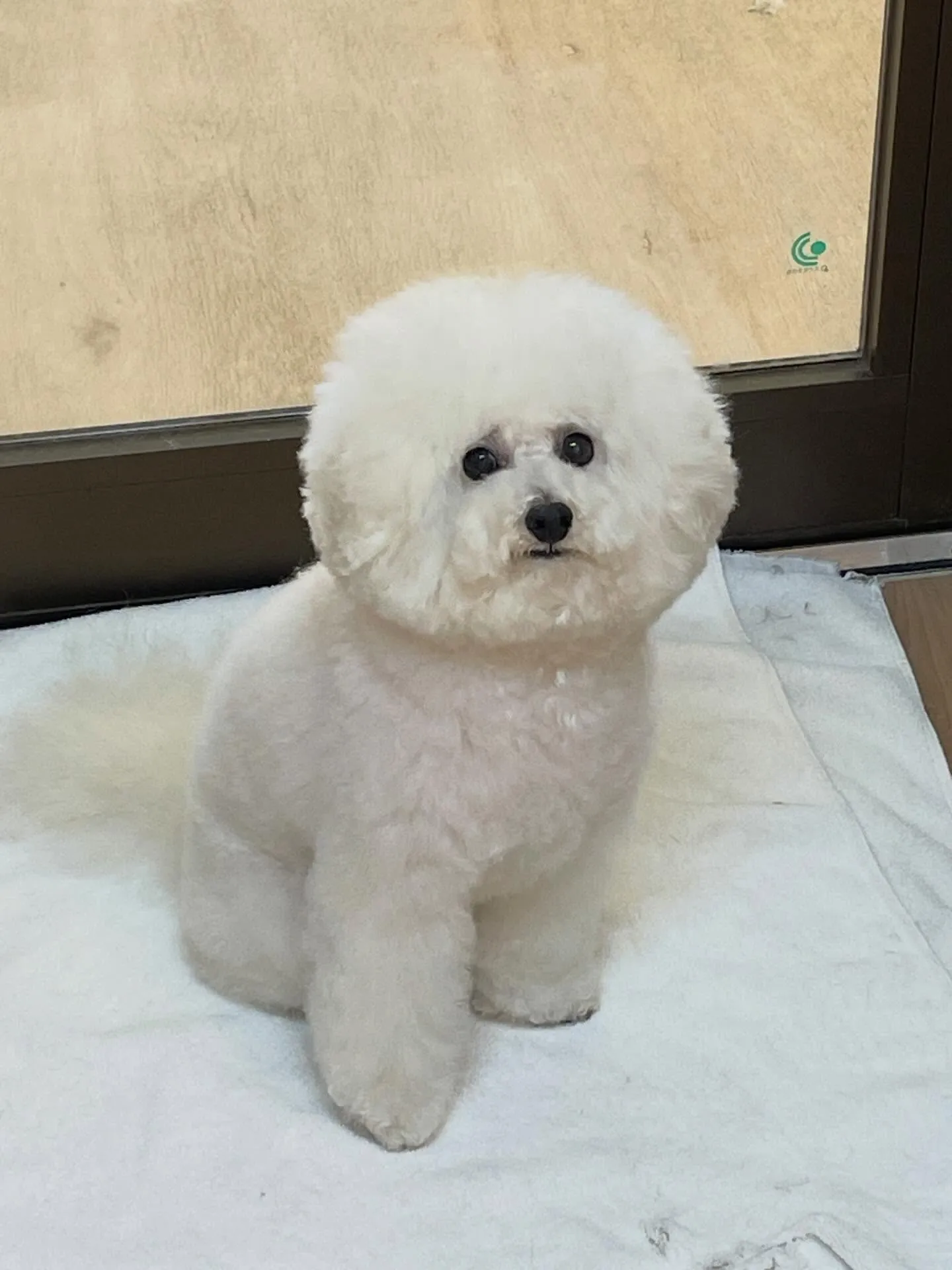 🍃3/11のトリミング🍃プードル🐶｜名東区・千種区・守山区の...