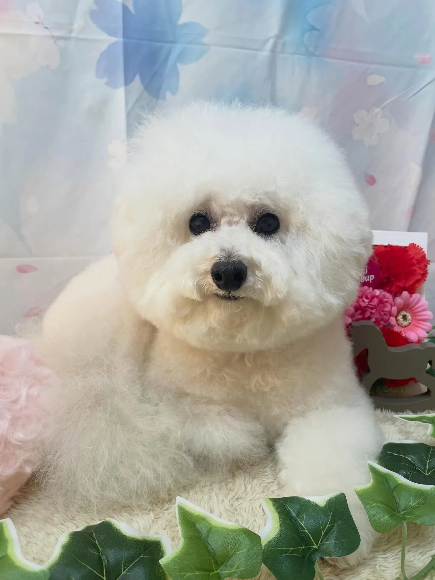 🍃3/11のトリミング🍃プードル🐶｜名東区・千種区・守山区の...