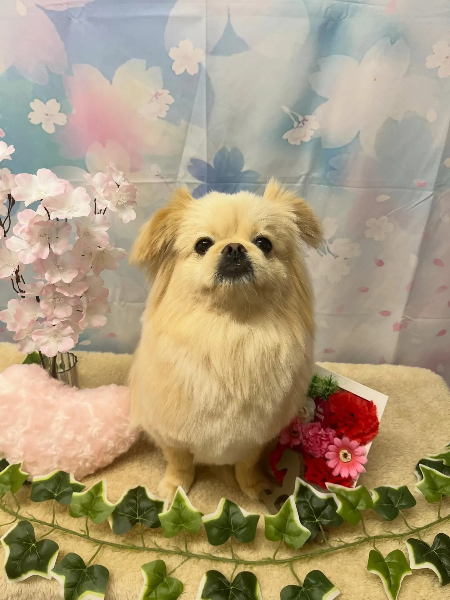 🍃3/13のトリミング🍃ミックス🐶｜名東区・千種区・守山区の...