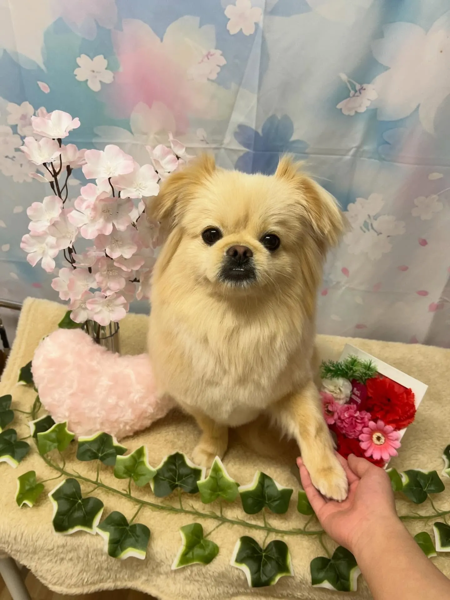 🍃3/13のトリミング🍃ミックス🐶｜名東区・千種区・守山区の...