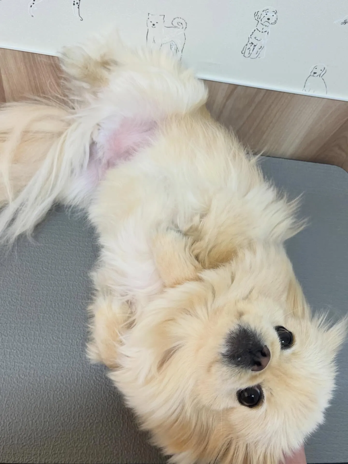 🍃3/13のトリミング🍃ミックス🐶｜名東区・千種区・守山区の...