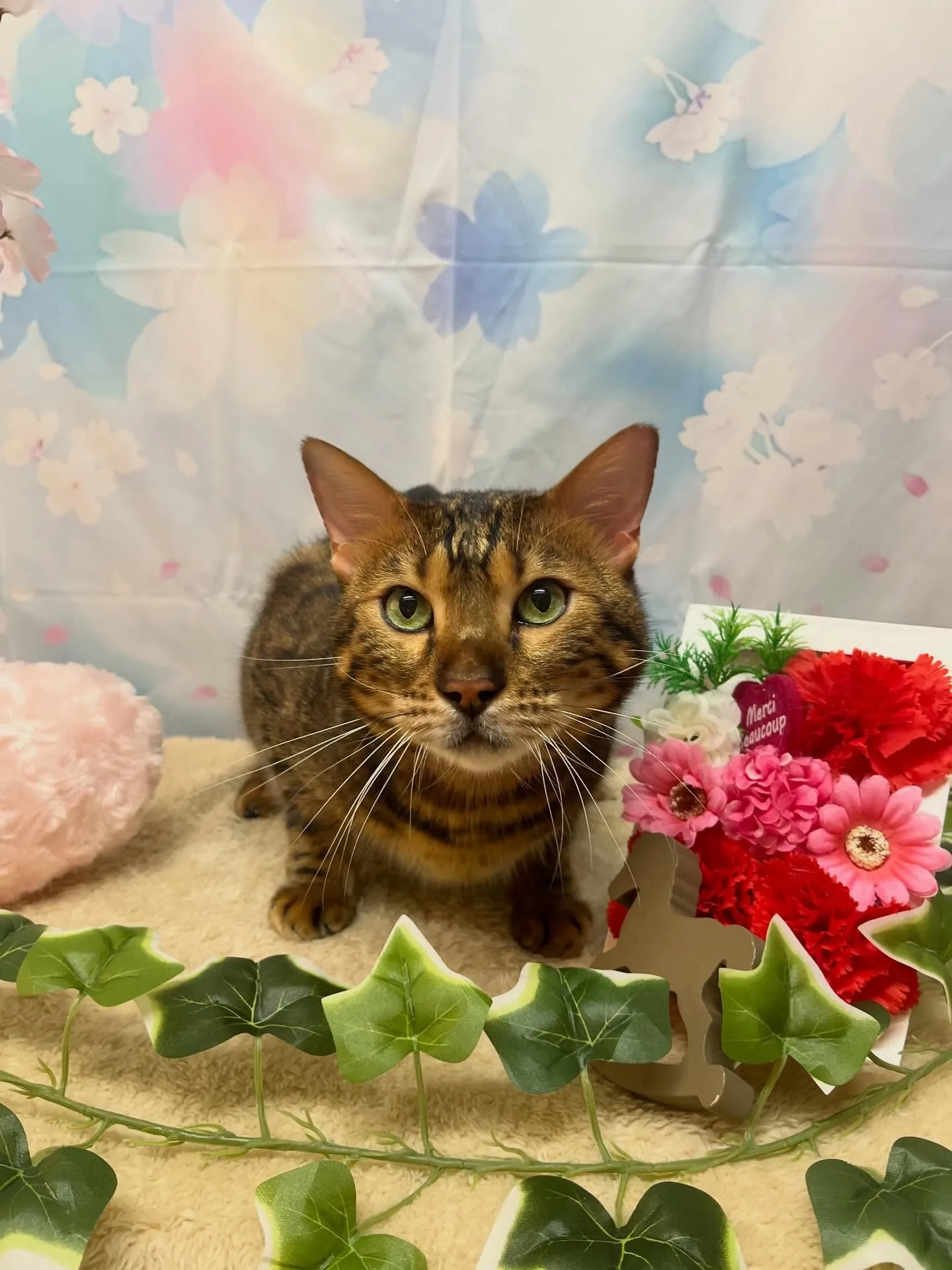 🍃3/14のトリミング🍃ベンガル🐱｜名東区・千種区・守山区の...