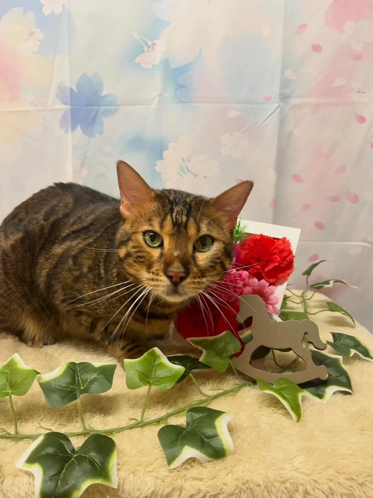 🍃3/14のトリミング🍃ベンガル🐱｜名東区・千種区・守山区の...