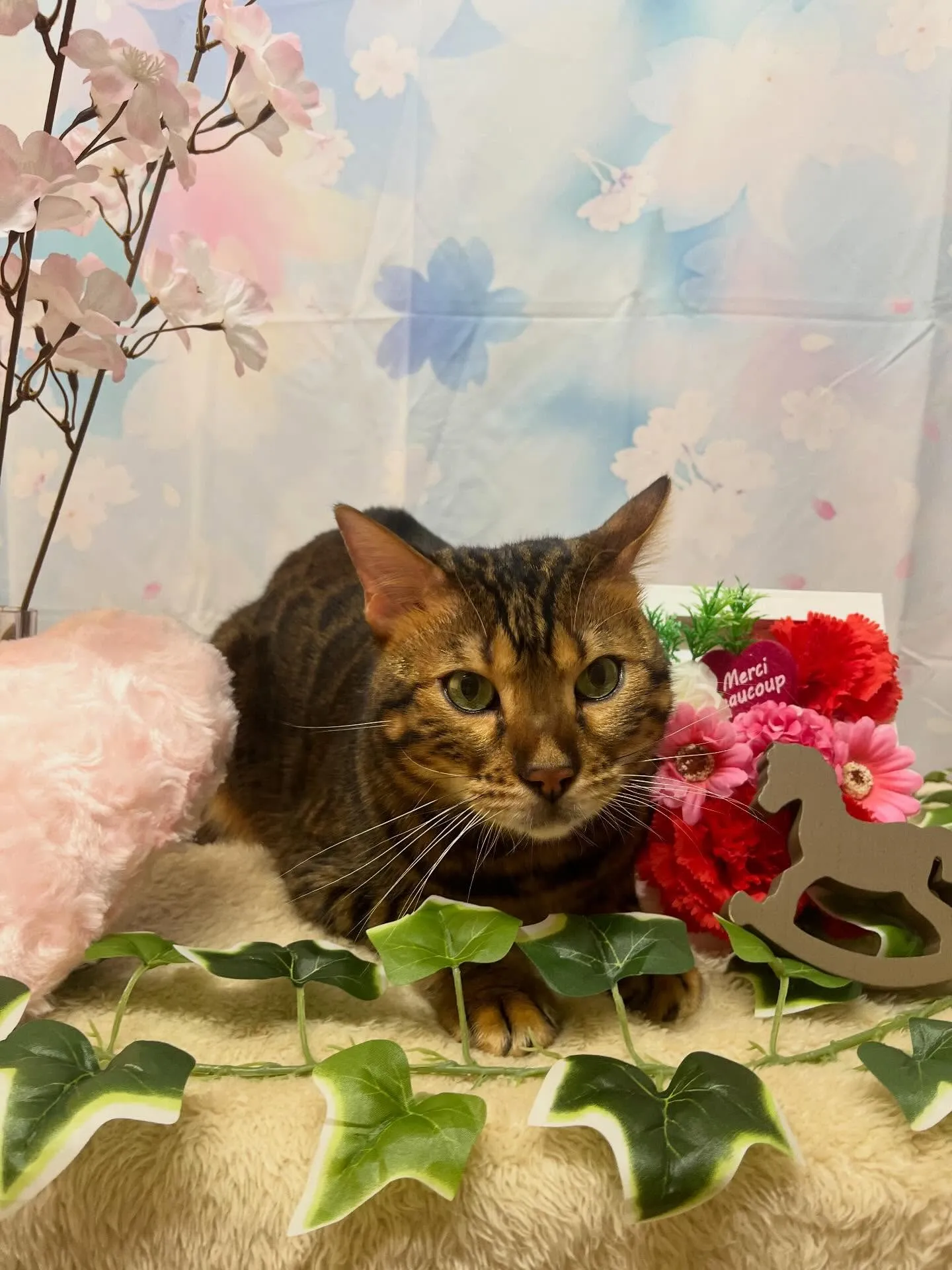 🍃3/14のトリミング🍃ベンガル🐱｜名東区・千種区・守山区の...