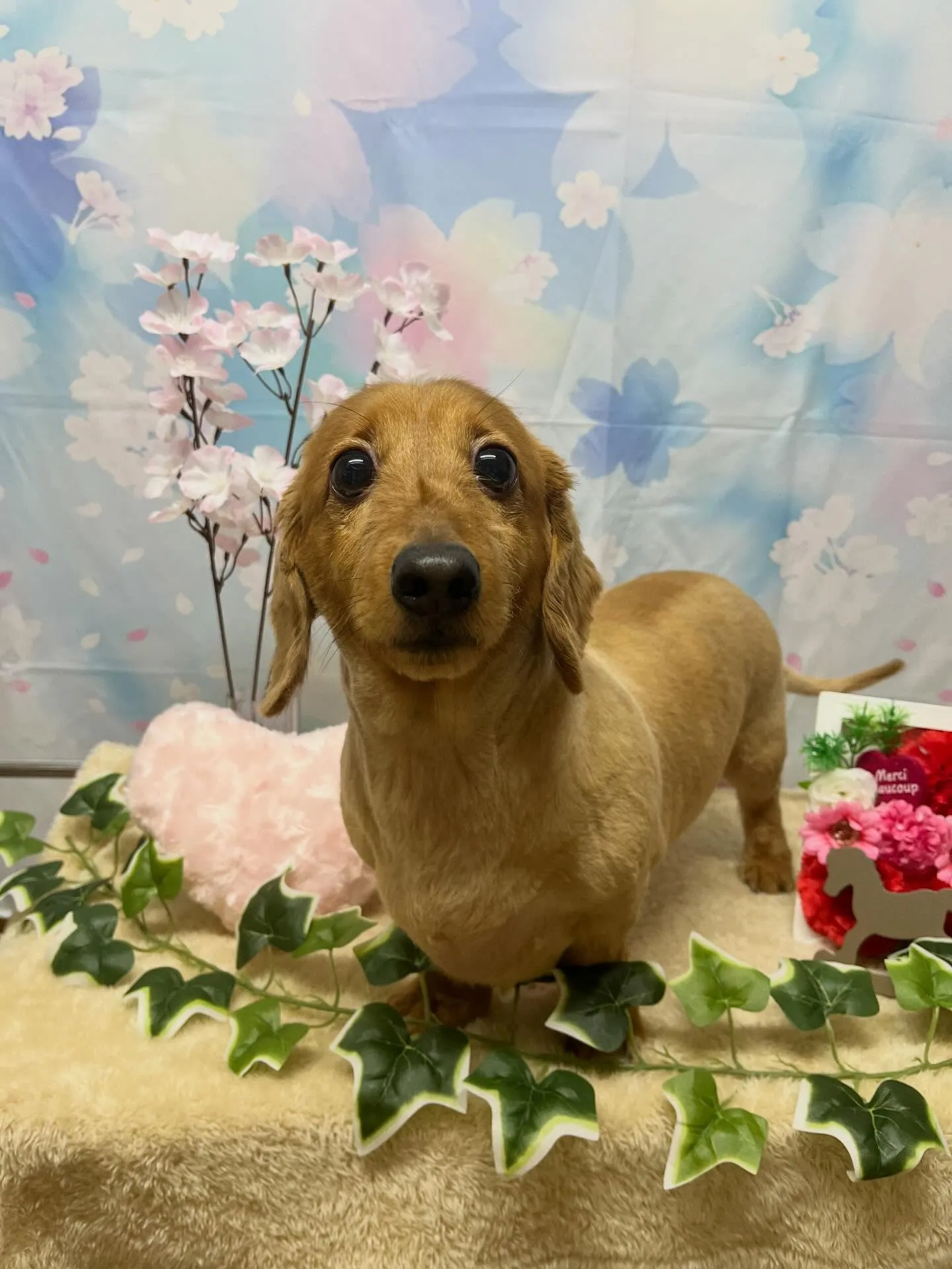 🍃3/13のトリミング🍃ダックス🐶|名東区・千種区・守山区の...