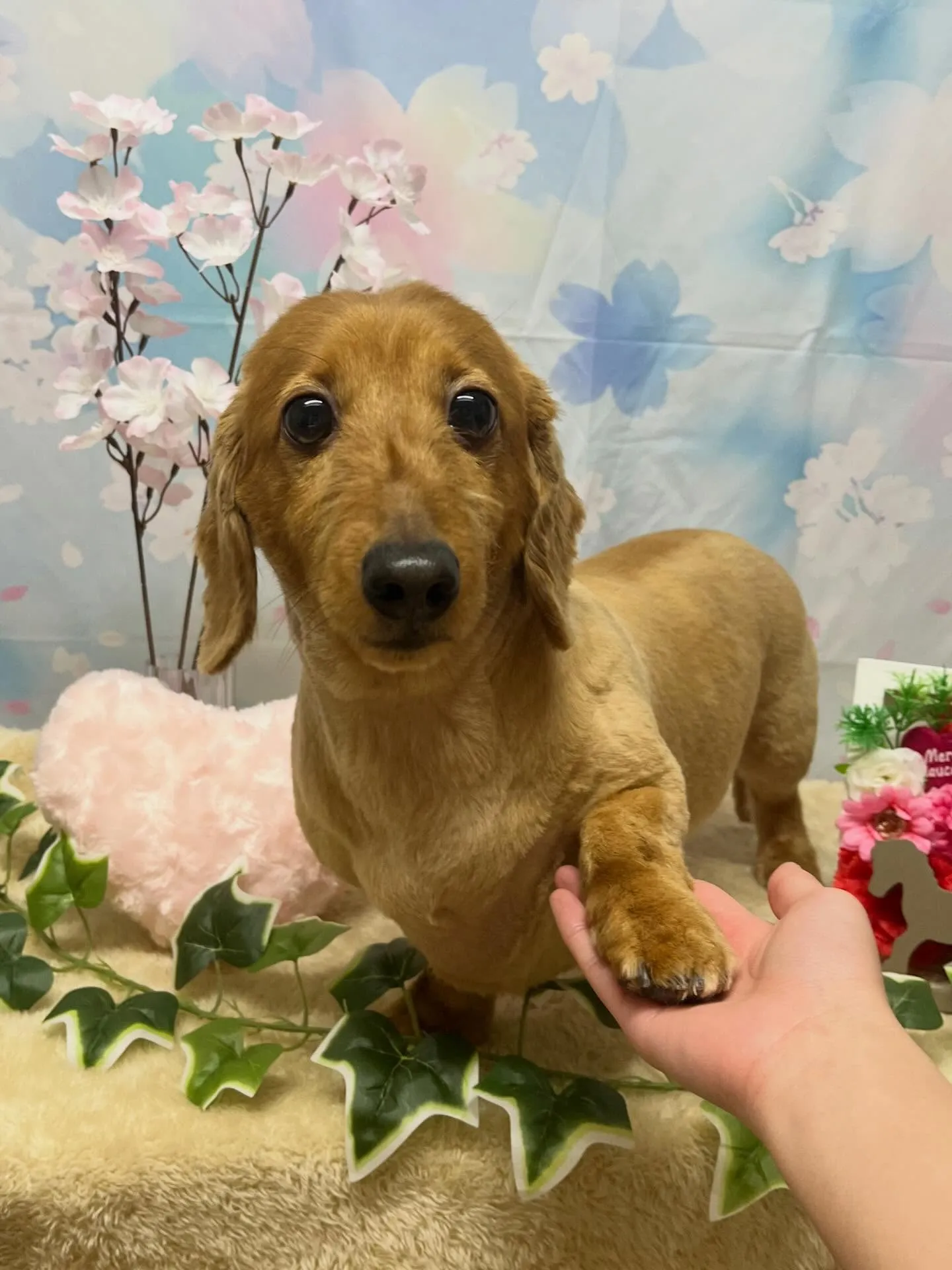 🍃3/13のトリミング🍃ダックス🐶|名東区・千種区・守山区の...