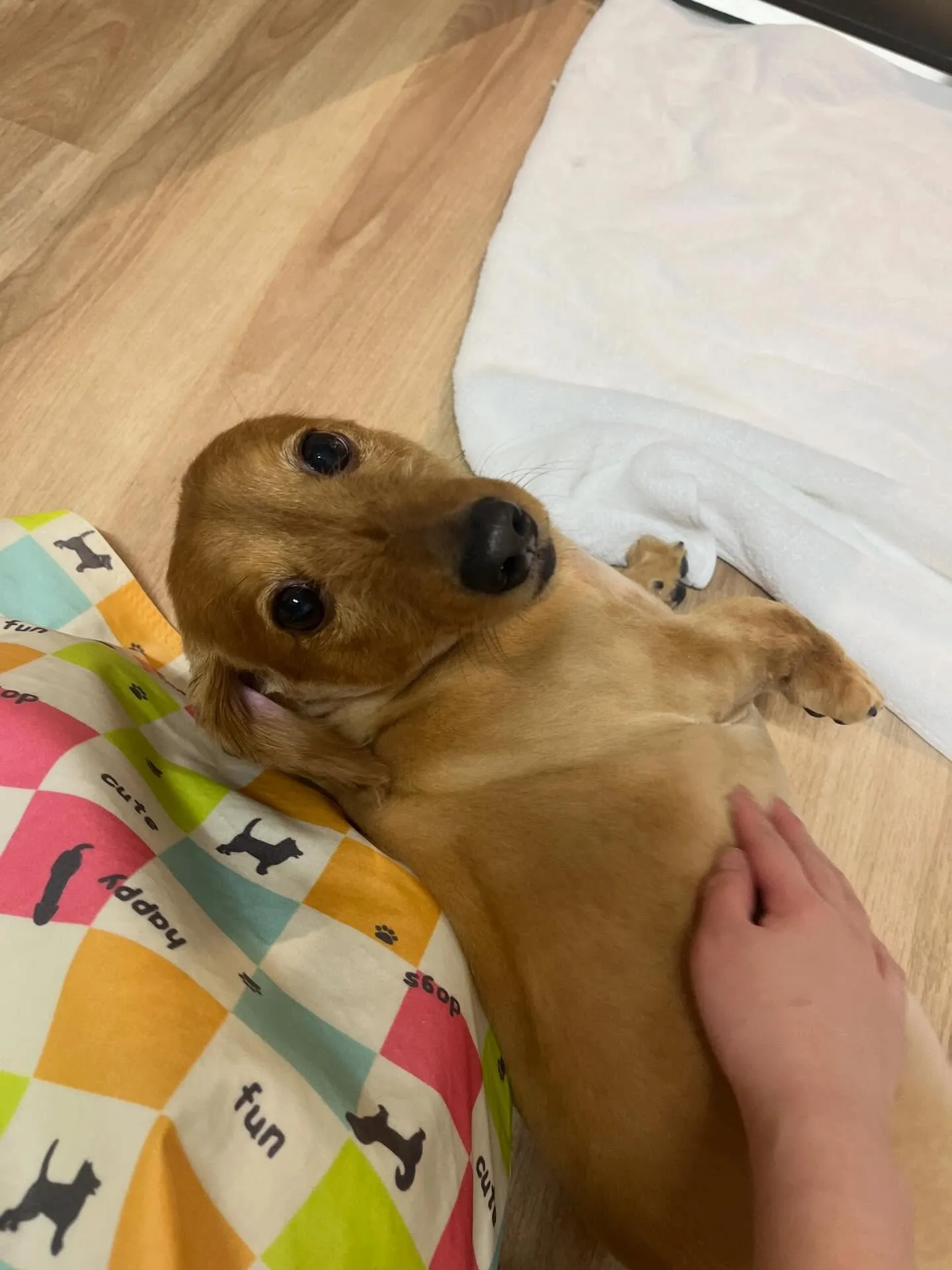 🍃3/13のトリミング🍃ダックス🐶|名東区・千種区・守山区の...