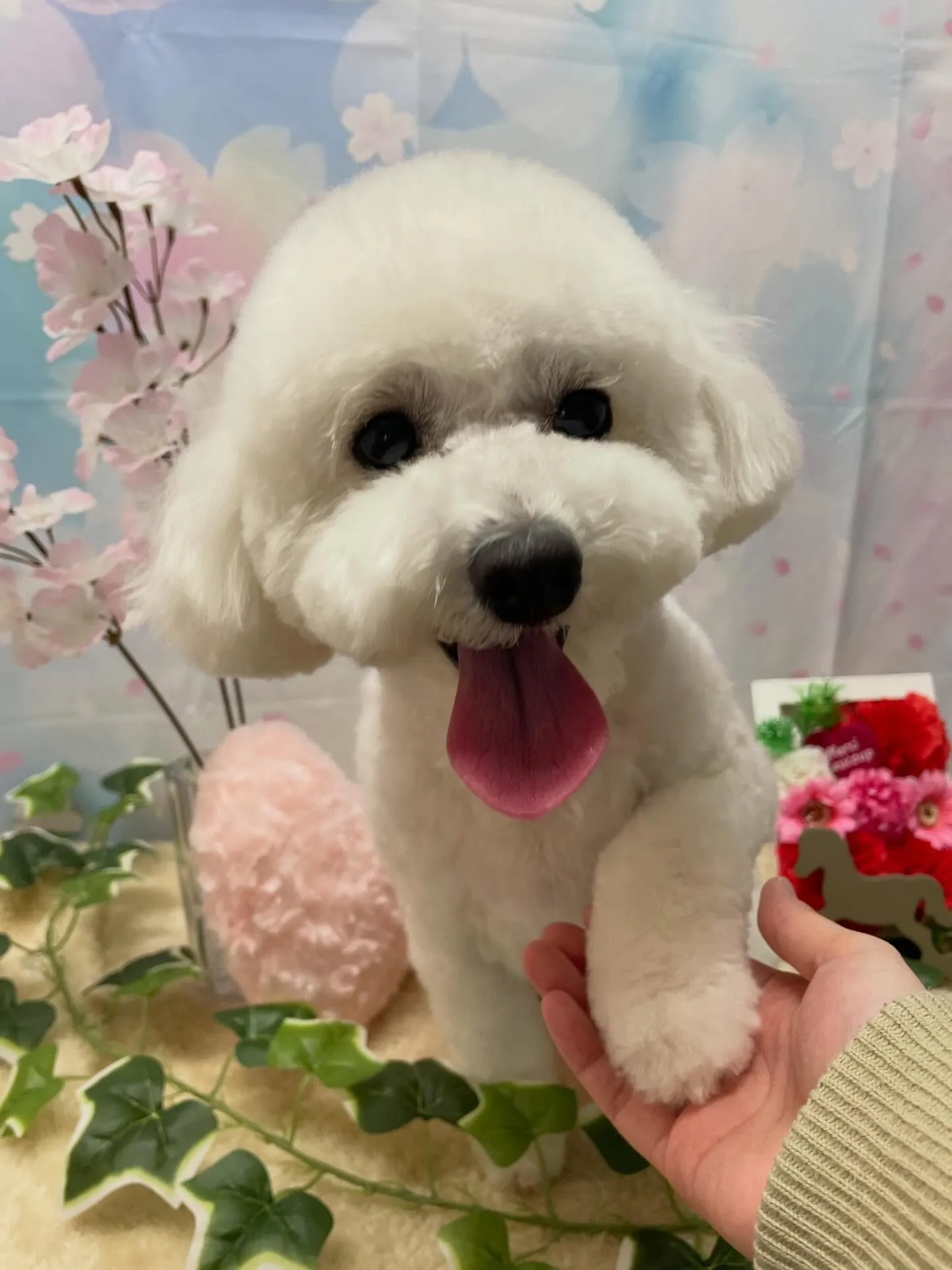 🍃3/14のトリミング🍃ミックス犬🐶|名東区・千種区・守山区...