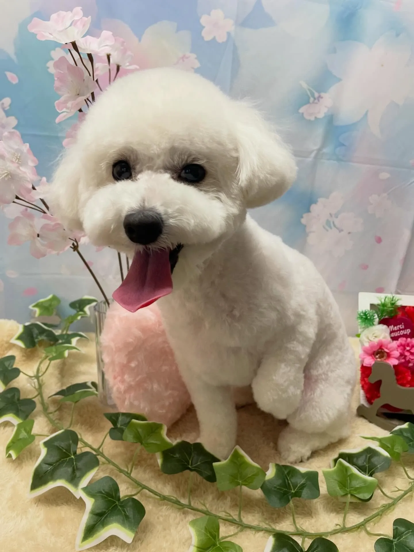 🍃3/14のトリミング🍃ミックス犬🐶｜名東区・千種区・守山区...