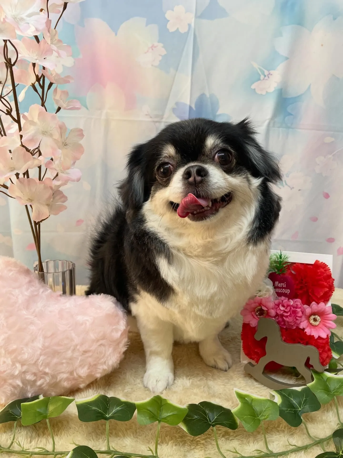 🍃3/14のトリミング🍃チワワ🐶|名東区・千種区・守山区の動...