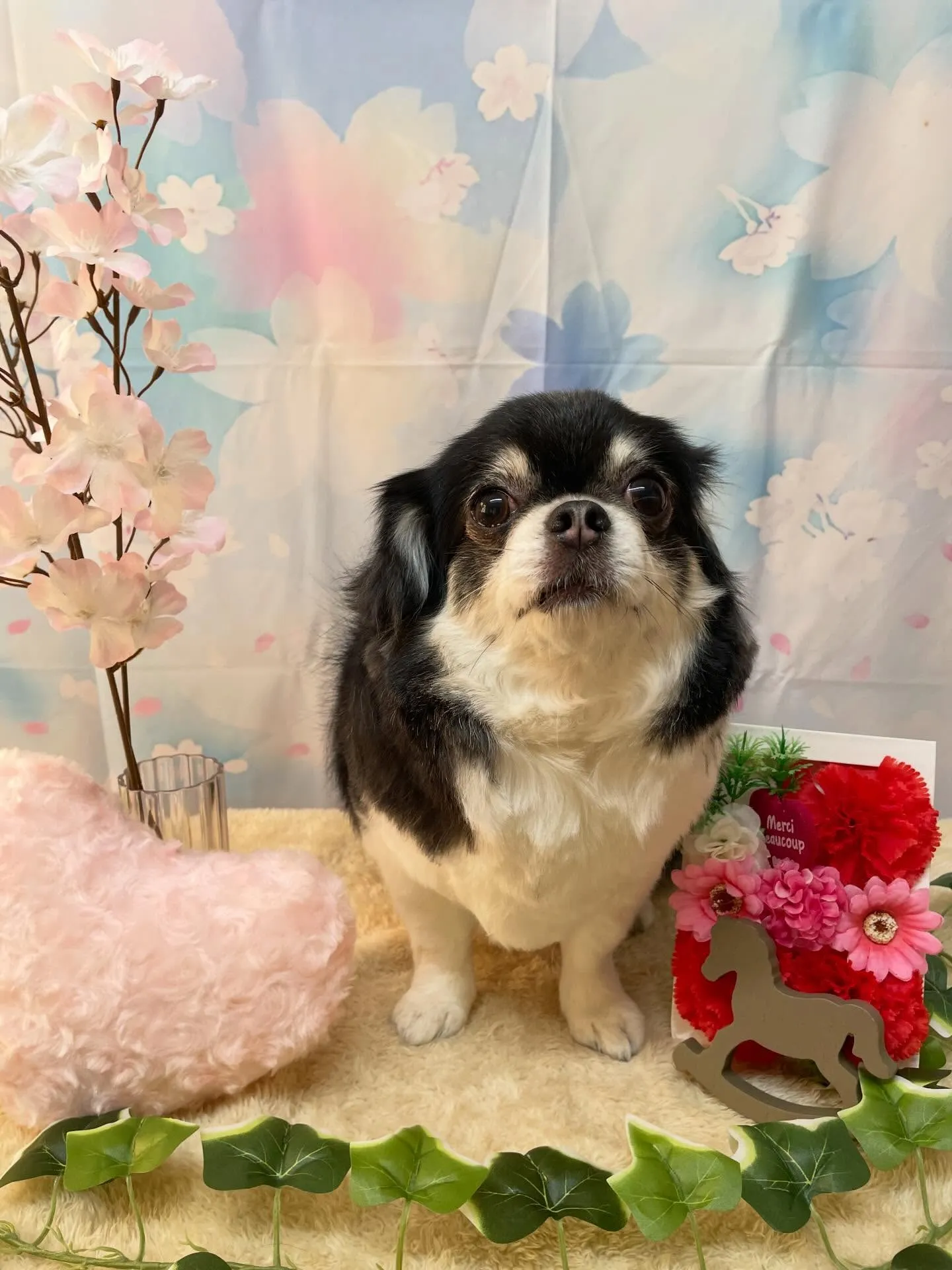 🍃3/14のトリミング🍃チワワ🐶｜名東区・千種区・守山区の動...