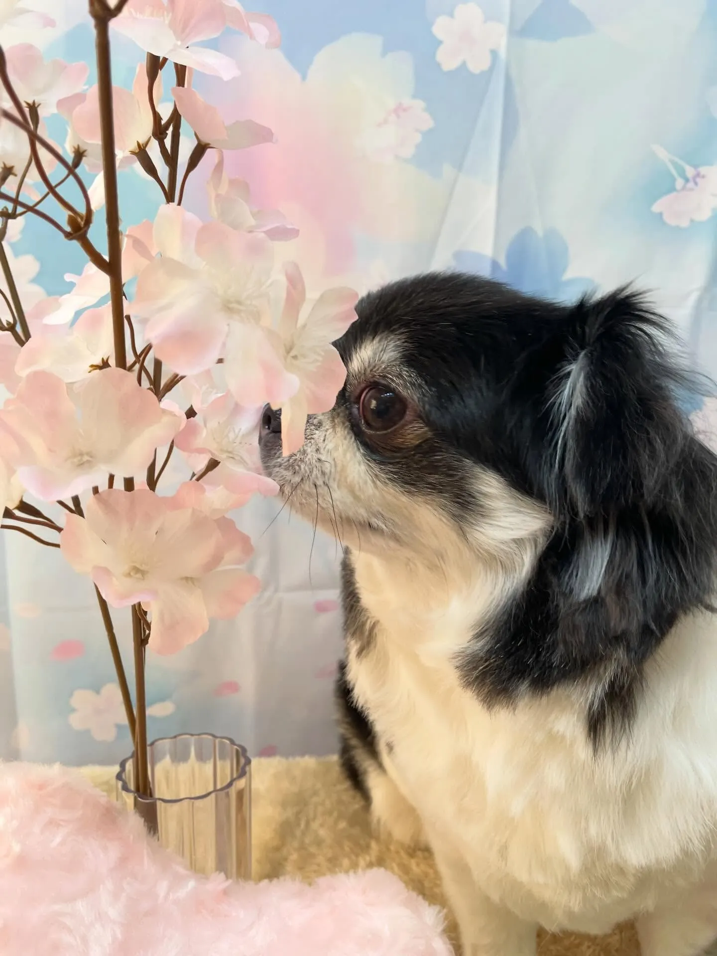 🍃3/14のトリミング🍃チワワ🐶｜名東区・千種区・守山区の動...