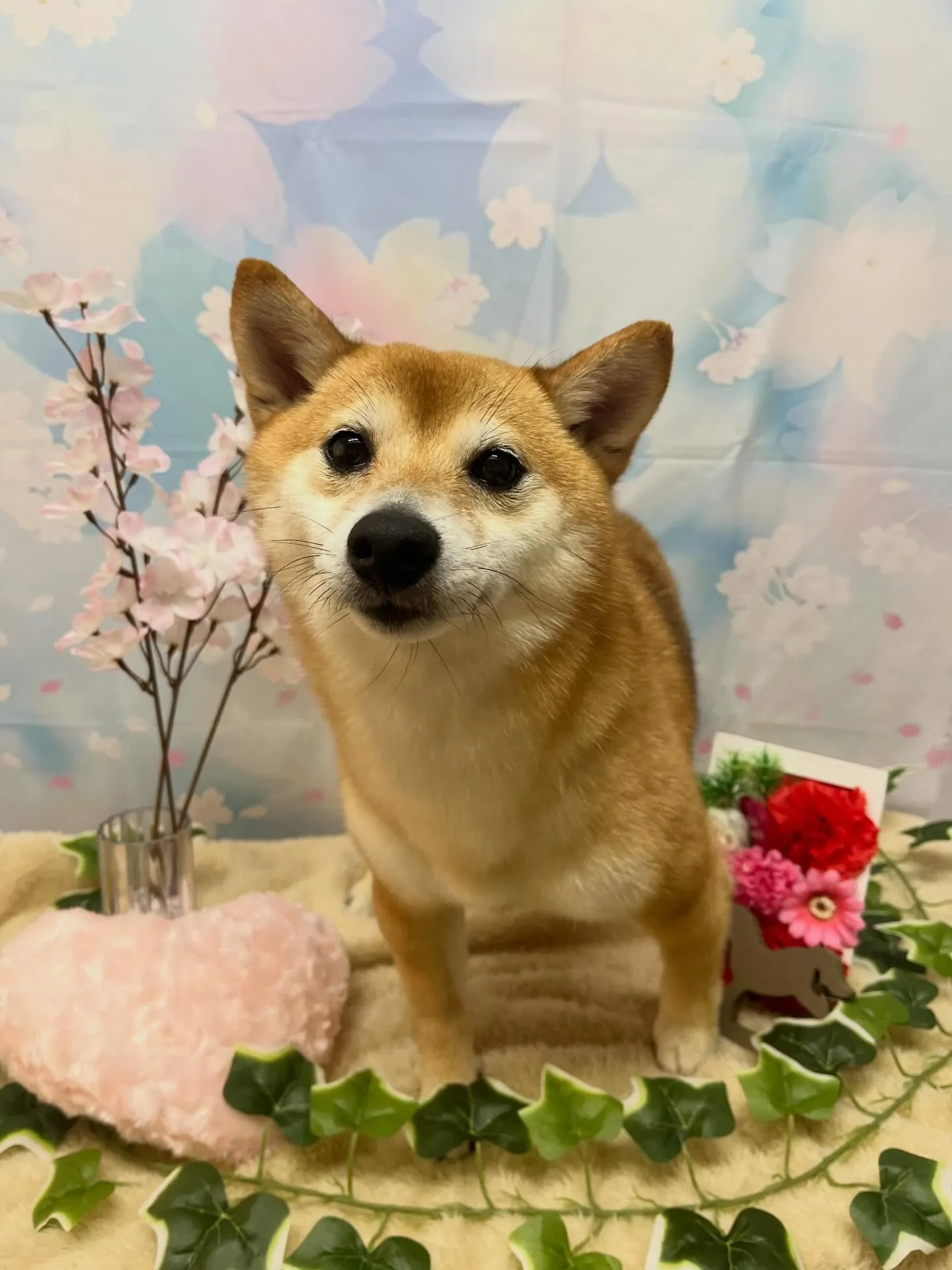 🍃3/14のトリミング🍃柴犬🐶｜名東区・千種区・守山区の動物...