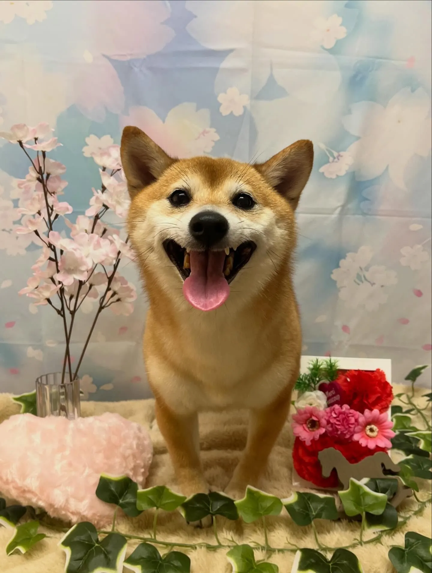 🍃3/14のトリミング🍃柴犬🐶｜名東区・千種区・守山区の動物...