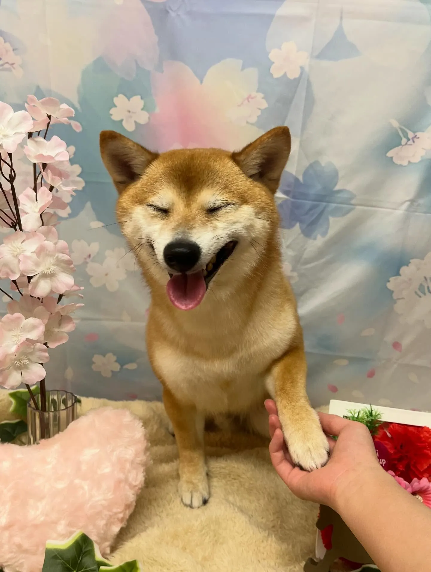 🍃3/14のトリミング🍃柴犬🐶｜名東区・千種区・守山区の動物...