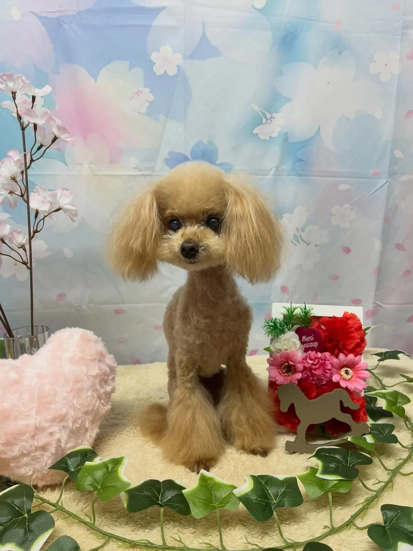 🍃3/14のトリミング🍃プードル🐶｜名東区・千種区・守山区の...