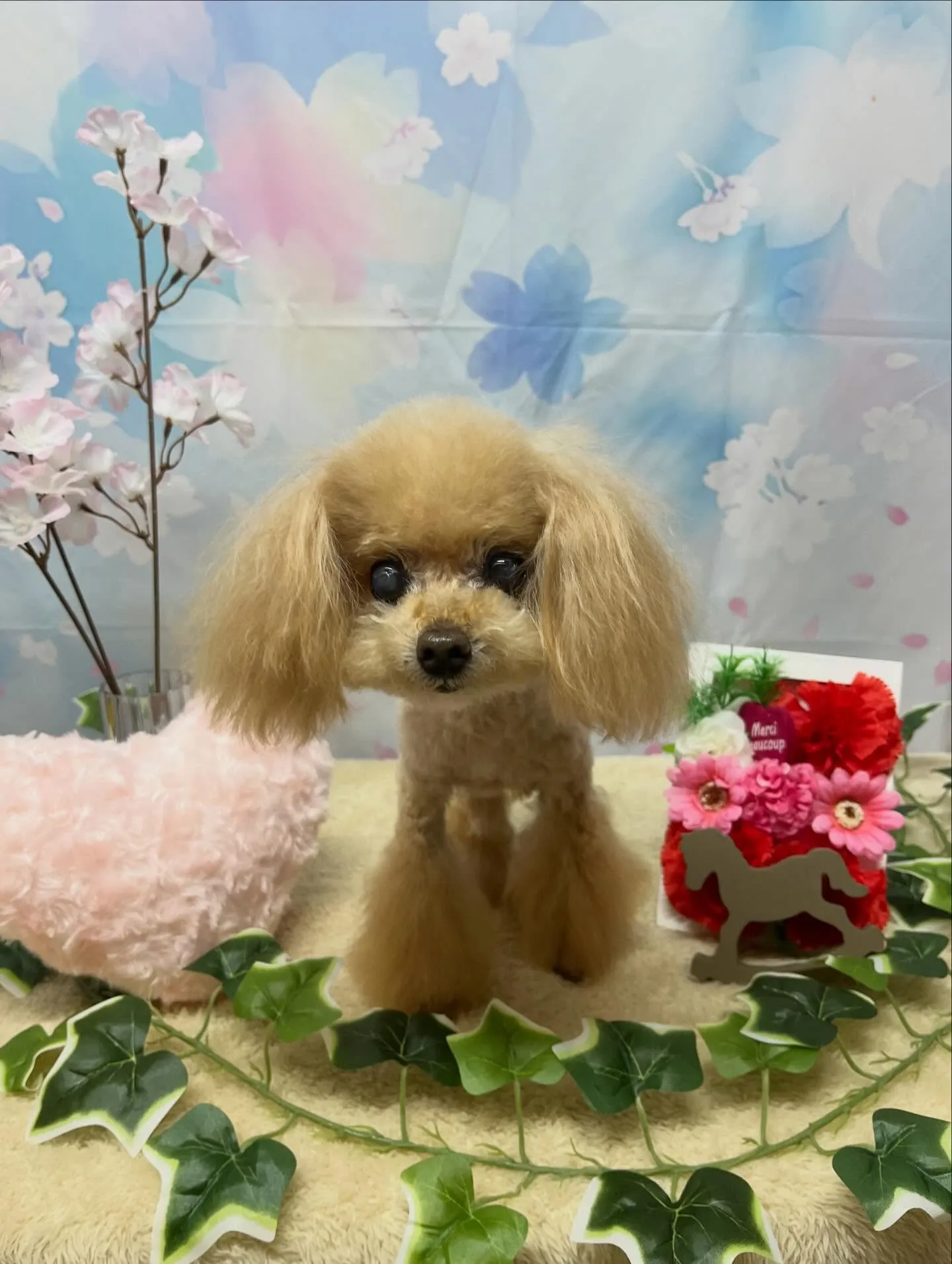 🍃3/14のトリミング🍃プードル🐶｜名東区・千種区・守山区の...