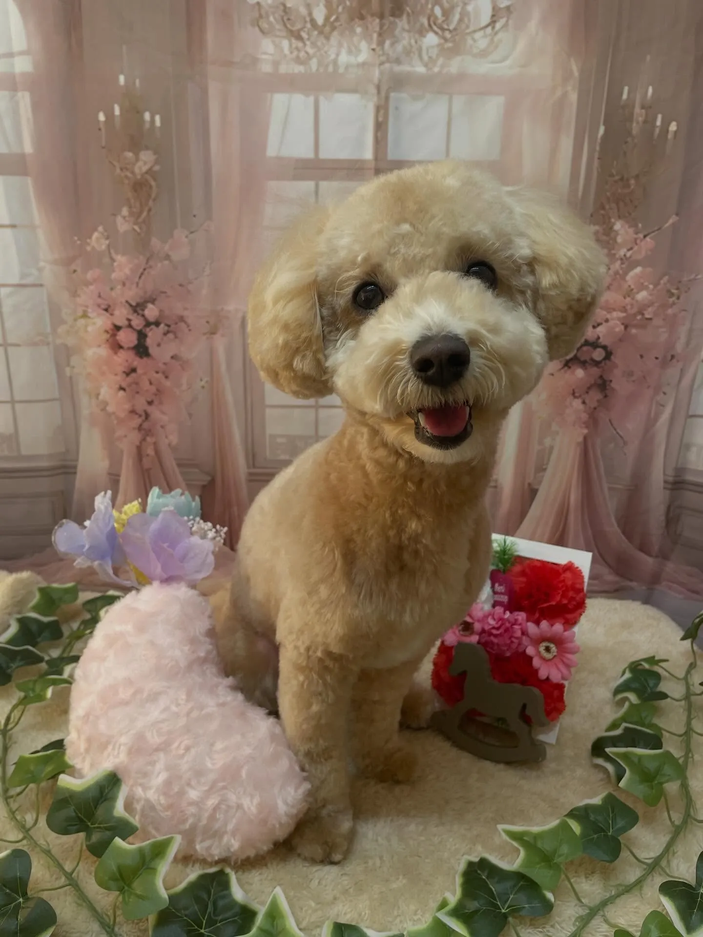 🍃3/15のトリミング🍃ミックス犬🐶｜名東区・千種区・守山区...