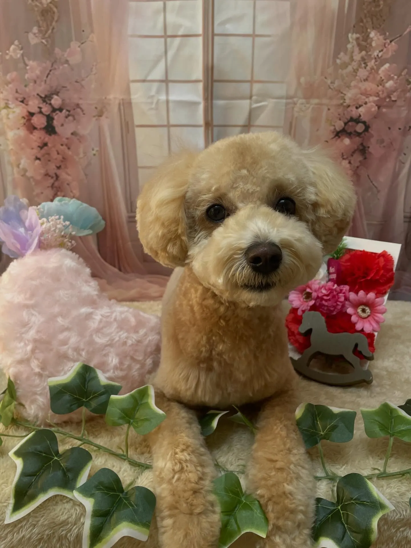 🍃3/15のトリミング🍃ミックス犬🐶｜名東区・千種区・守山区...