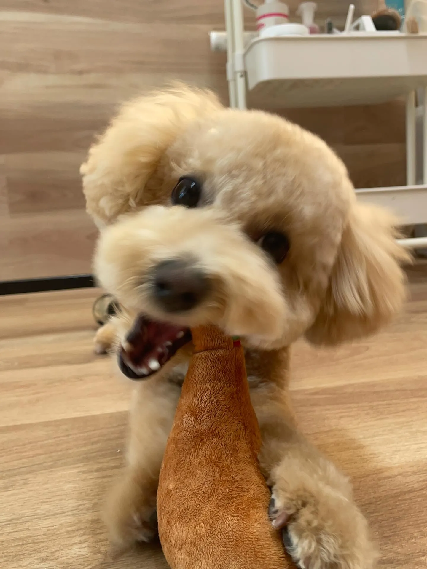 🍃3/15のトリミング🍃ミックス犬🐶｜名東区・千種区・守山区...