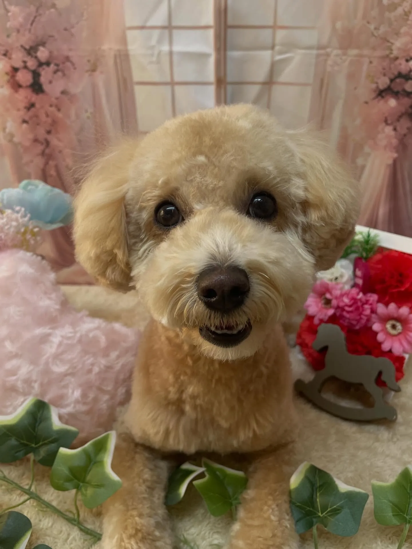 🍃3/15のトリミング🍃ミックス犬🐶｜名東区・千種区・守山区...