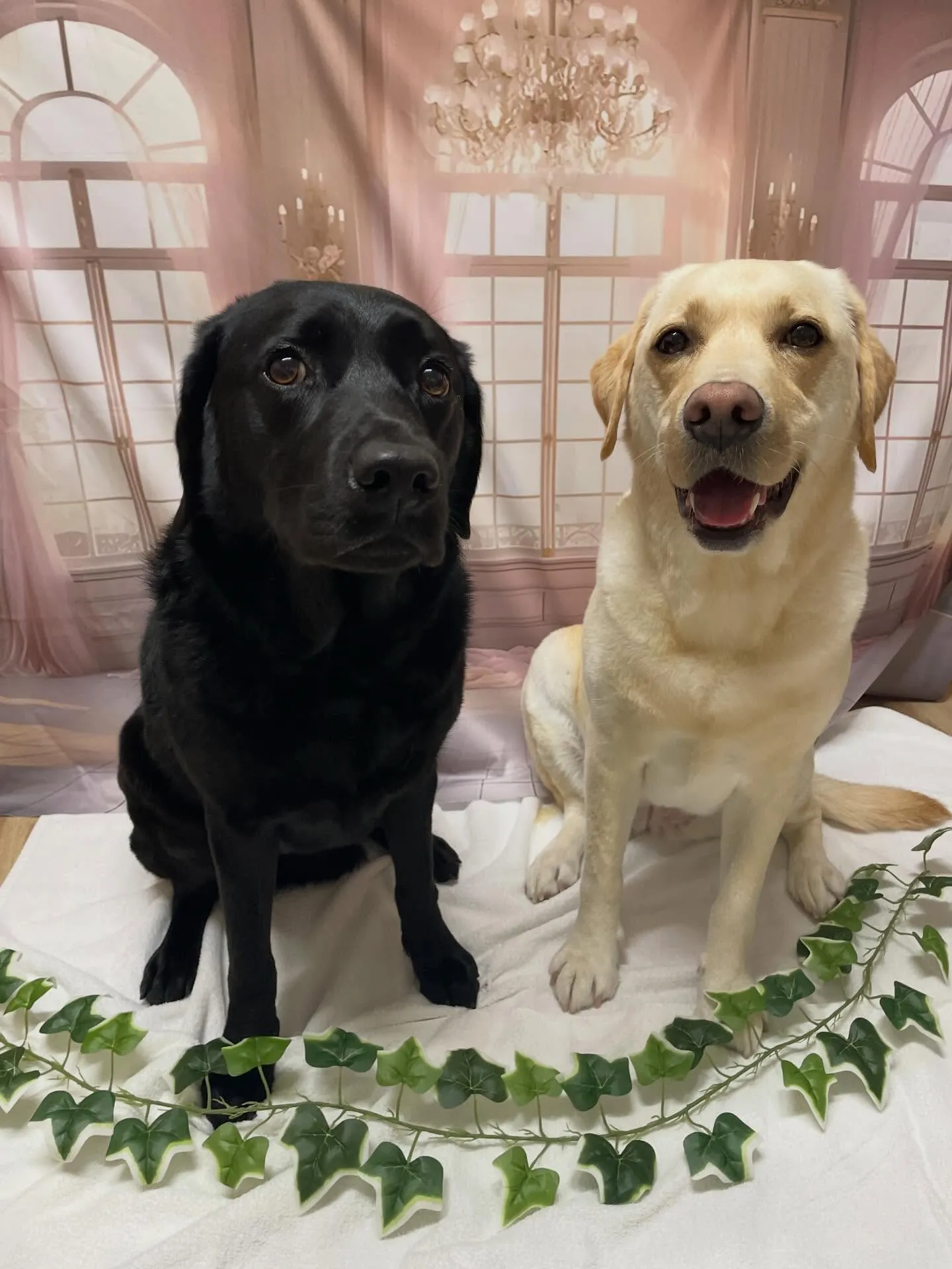 🍃3/15のトリミング🍃ラブラドールレトリバー🐶｜名東区・千...