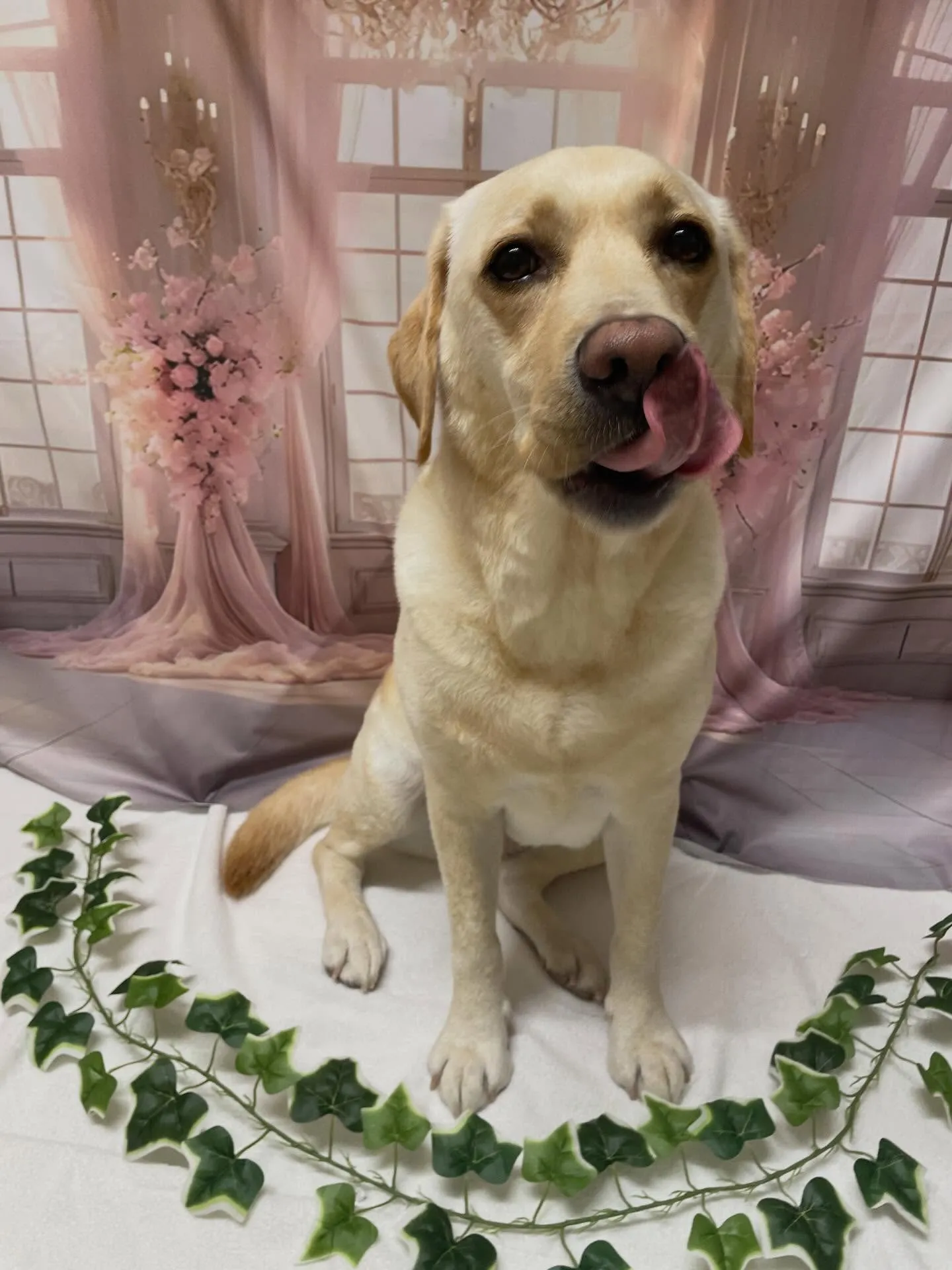 🍃3/15のトリミング🍃ラブラドールレトリバー🐶｜名東区・千...