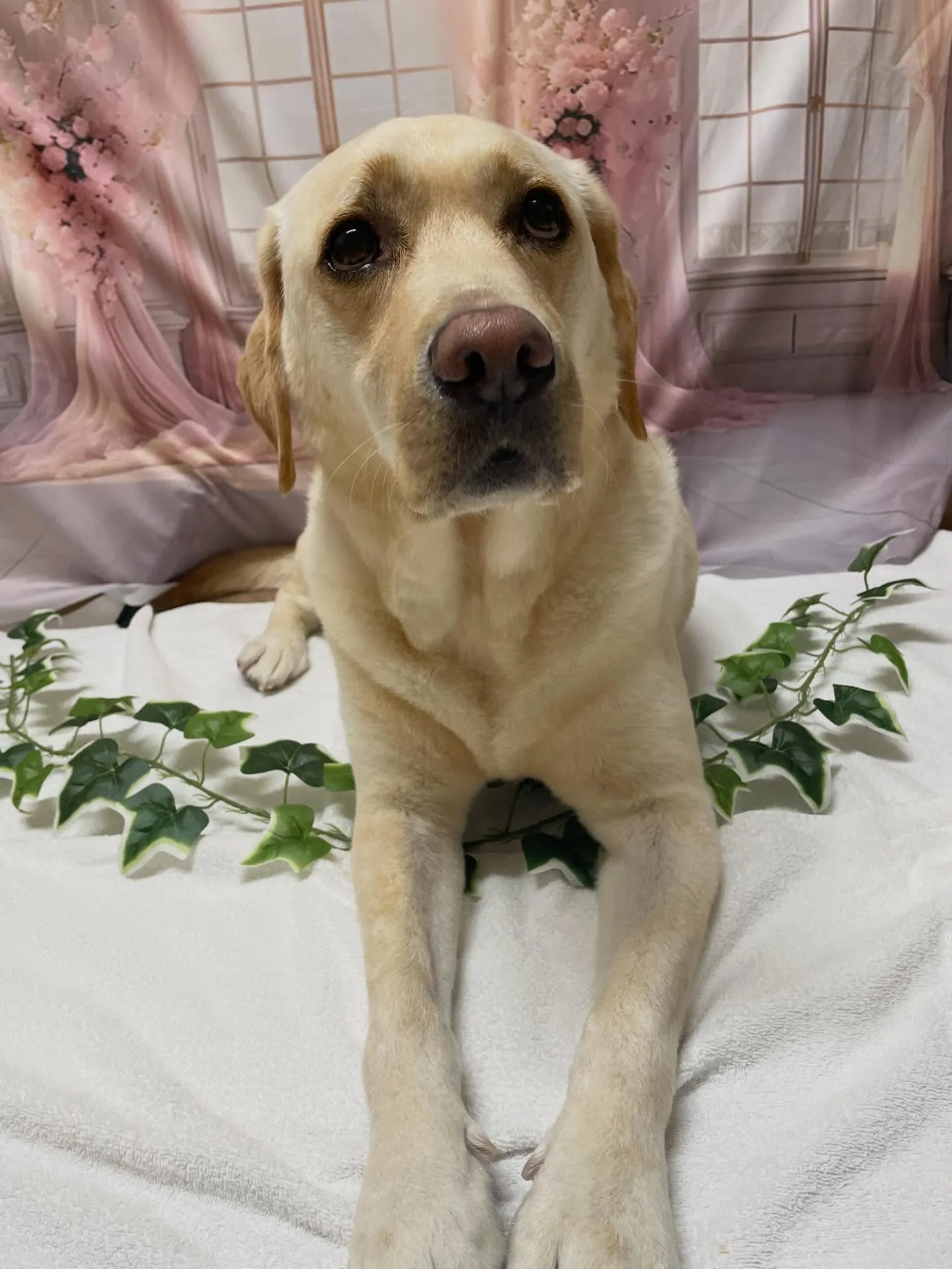 🍃3/15のトリミング🍃ラブラドールレトリバー🐶｜名東区・千...