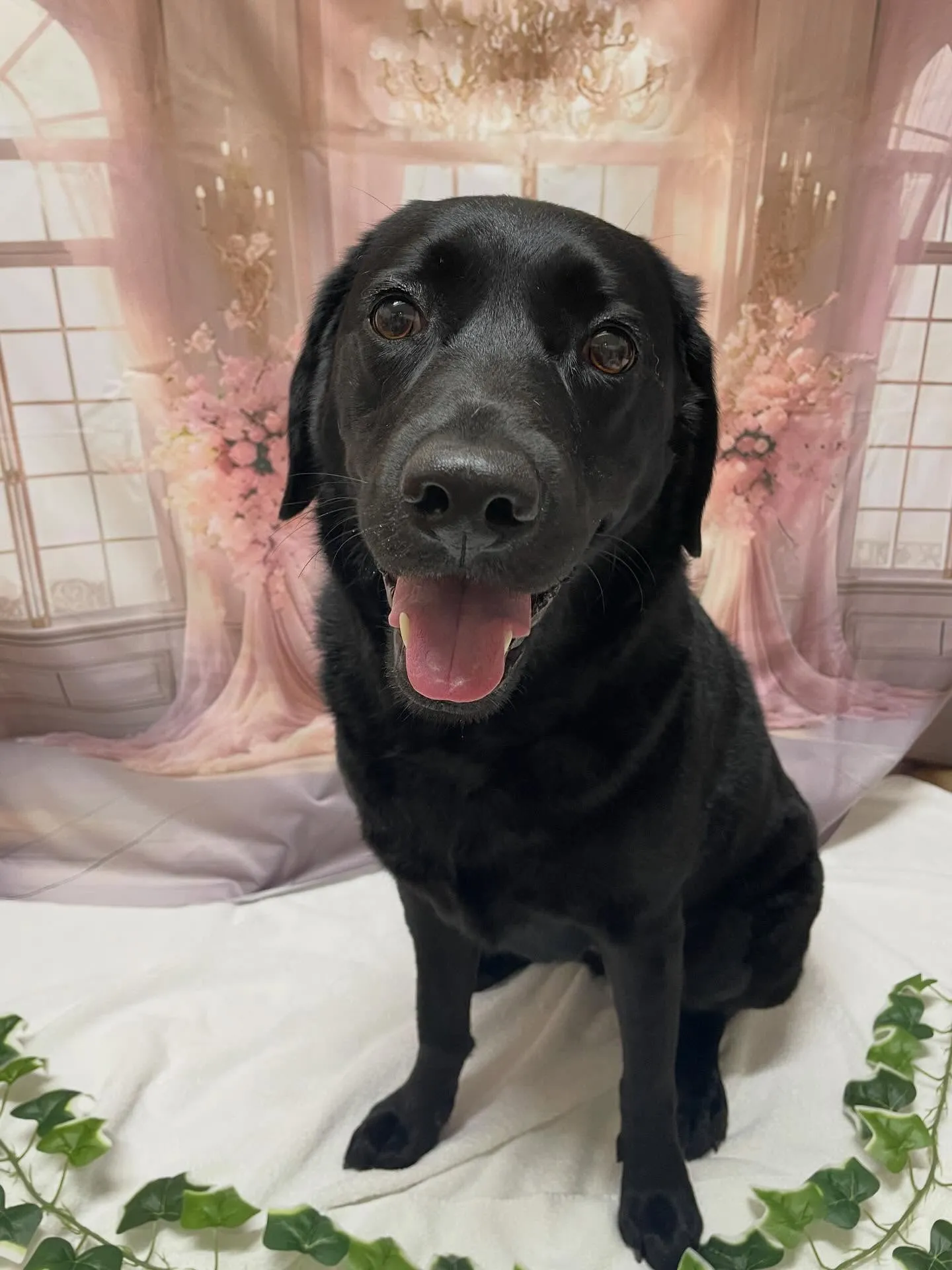 🍃3/15のトリミング🍃ラブラドールレトリバー🐶｜名東区・千...