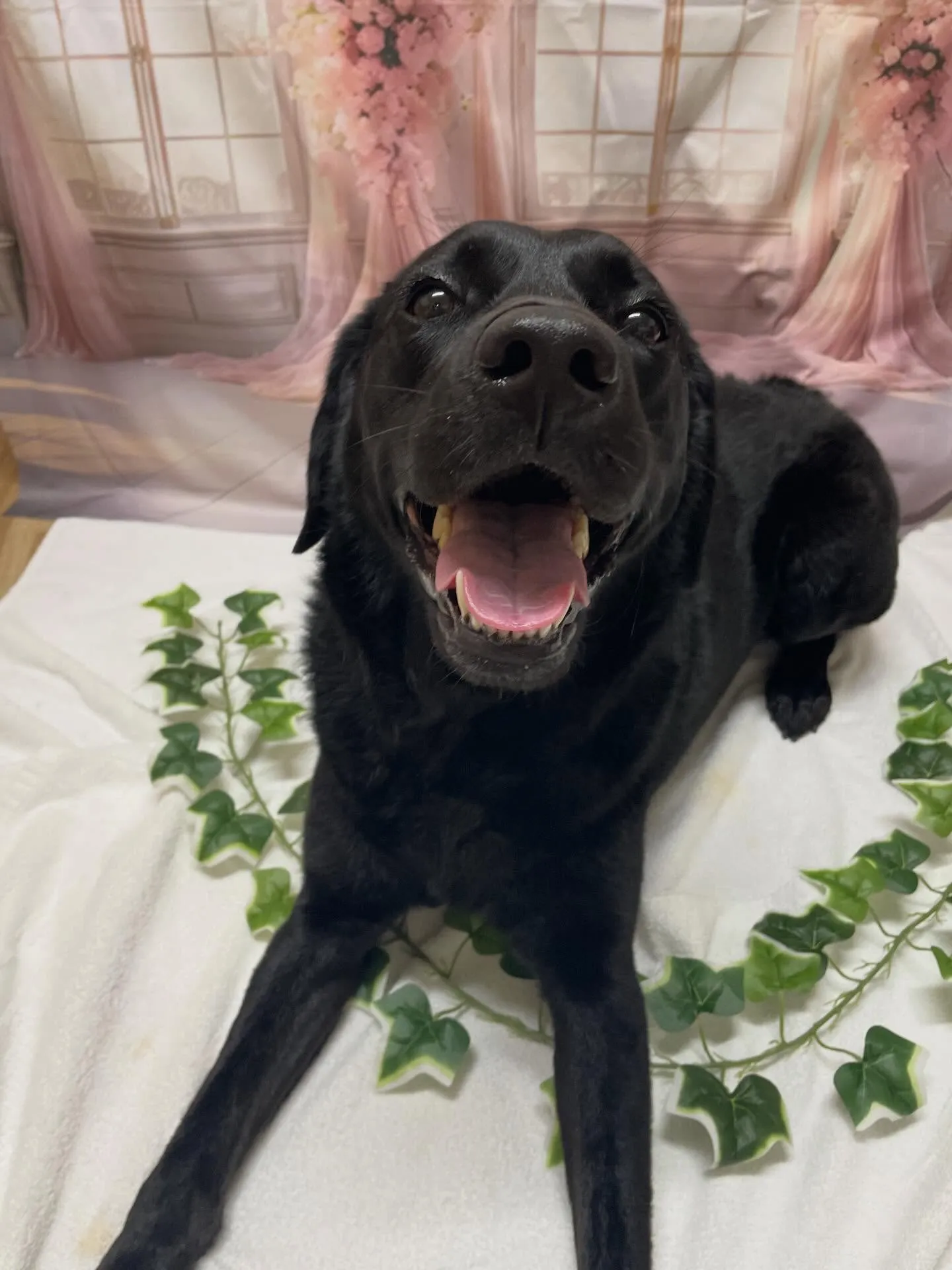 🍃3/15のトリミング🍃ラブラドールレトリバー🐶｜名東区・千...