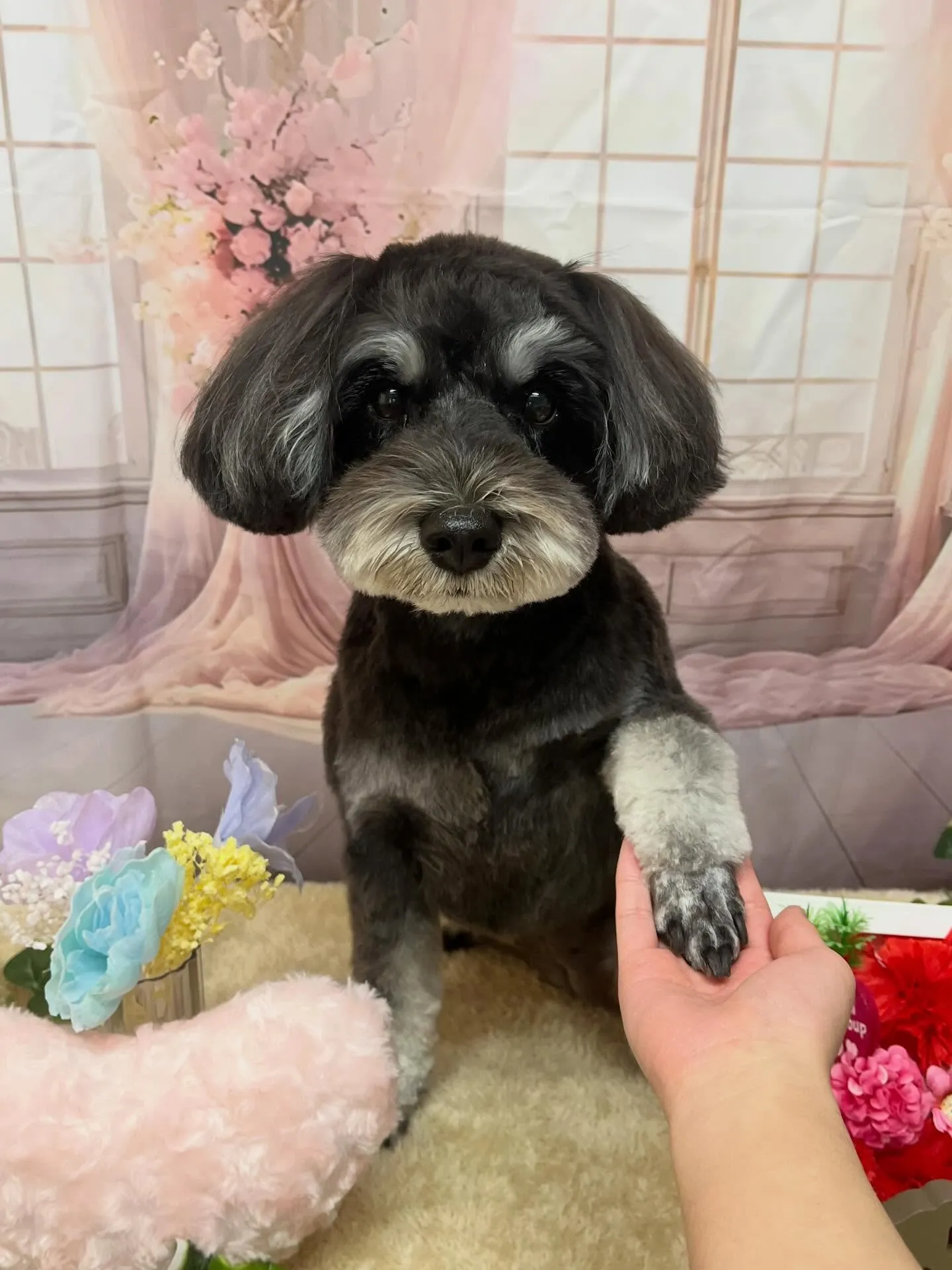 🍃3/17のトリミング🍃シュナウザー🐶｜名東区・千種区・守山...