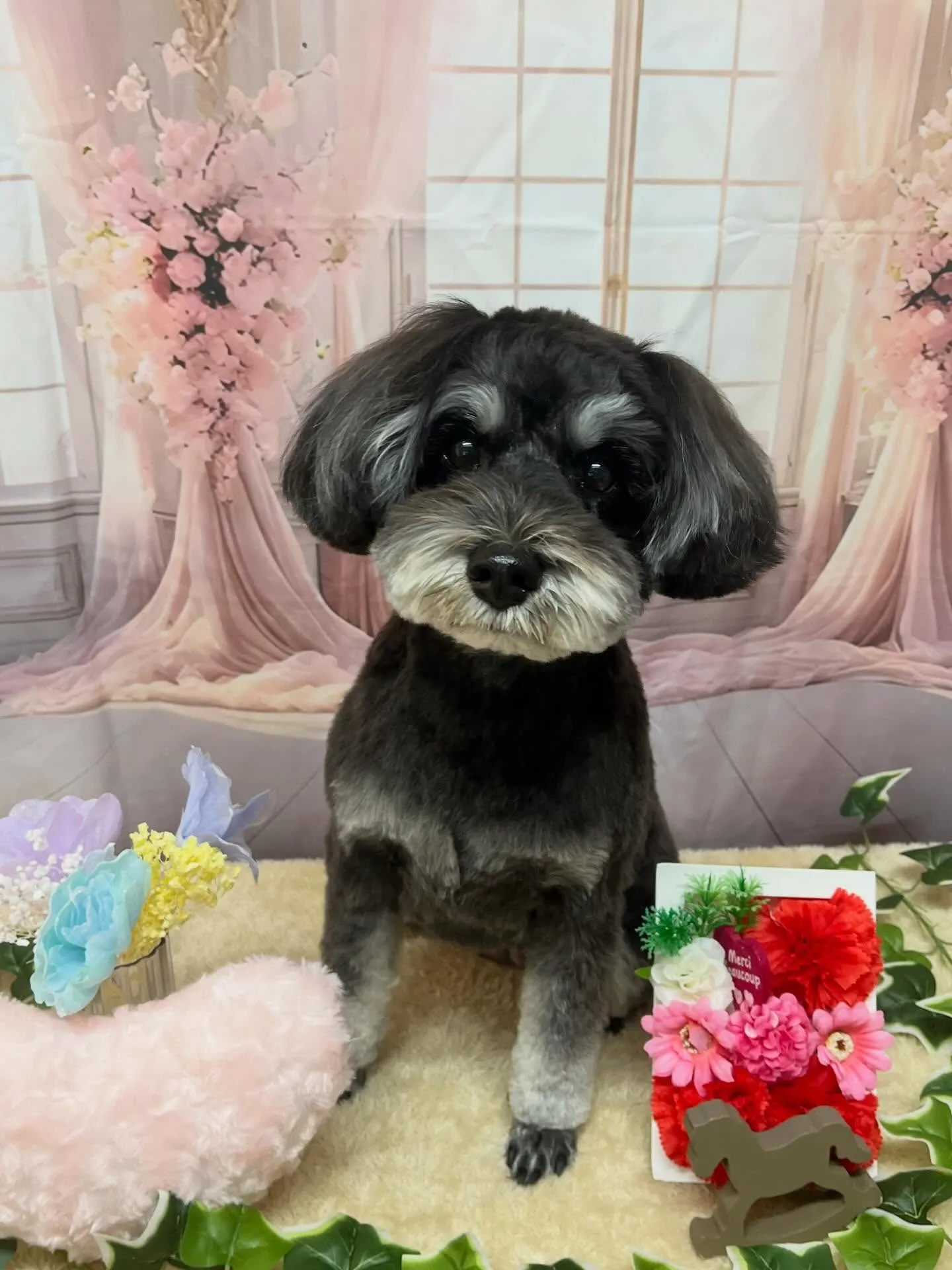 🍃3/17のトリミング🍃シュナウザー🐶｜名東区・千種区・守山...