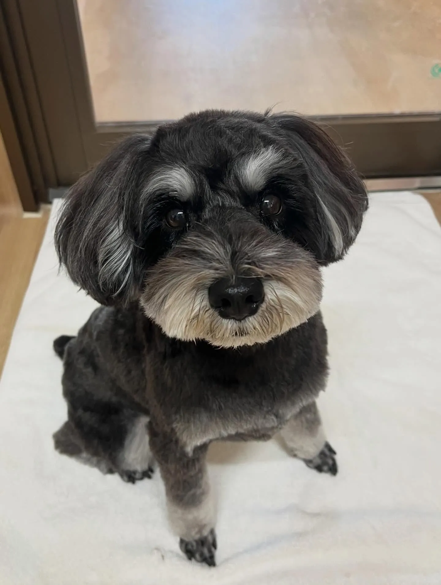 🍃3/17のトリミング🍃シュナウザー🐶｜名東区・千種区・守山...