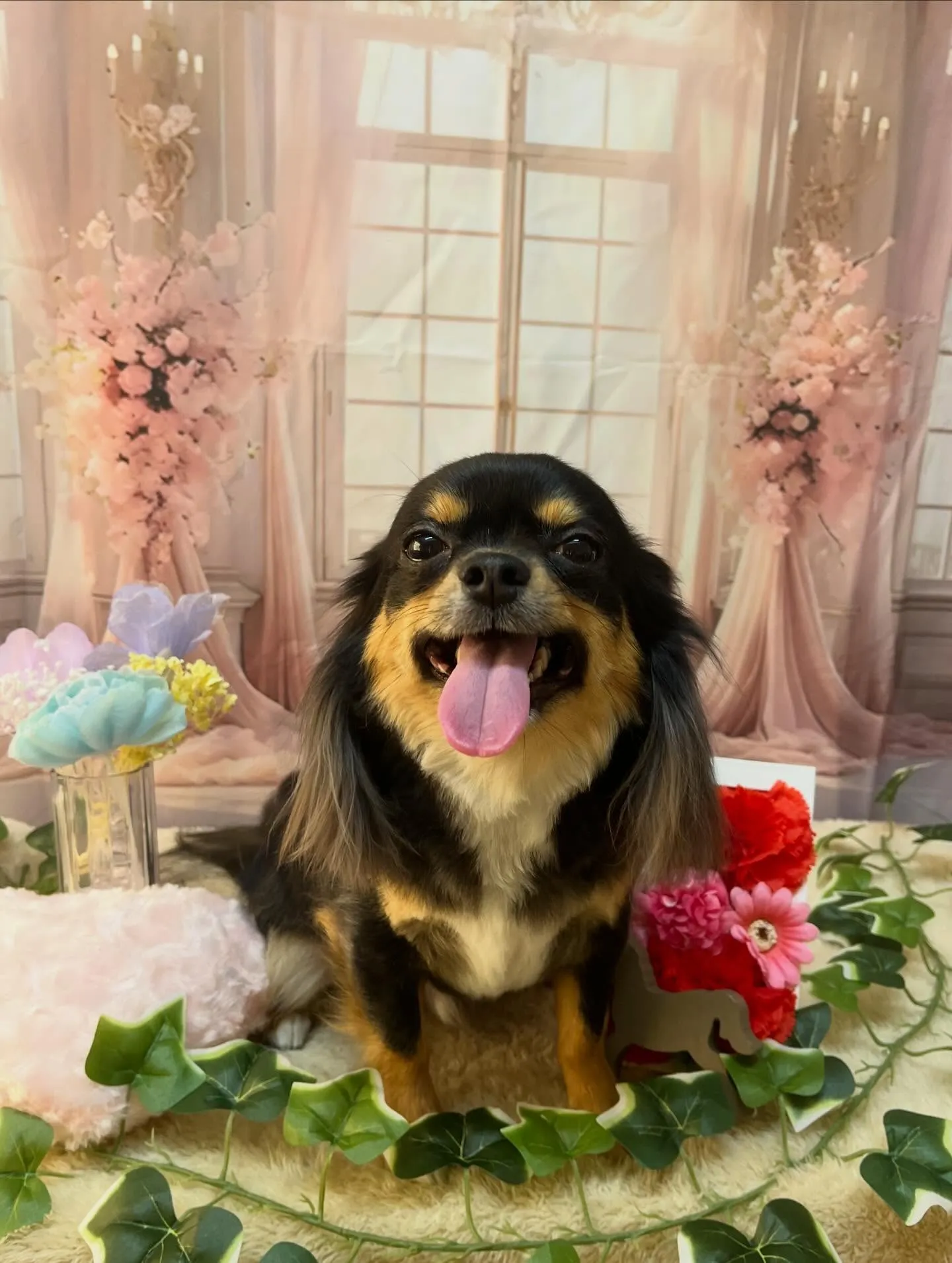 🍃3/17のトリミング🍃チワワ🐶｜名東区・千種区・守山区の動...