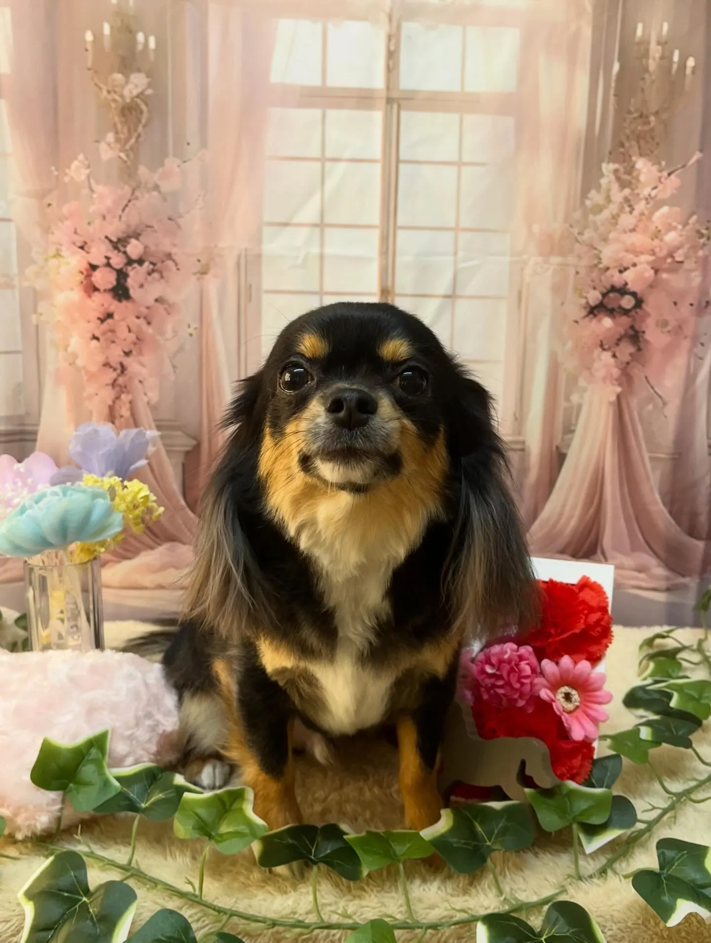 🍃3/17のトリミング🍃チワワ🐶｜名東区・千種区・守山区の動...