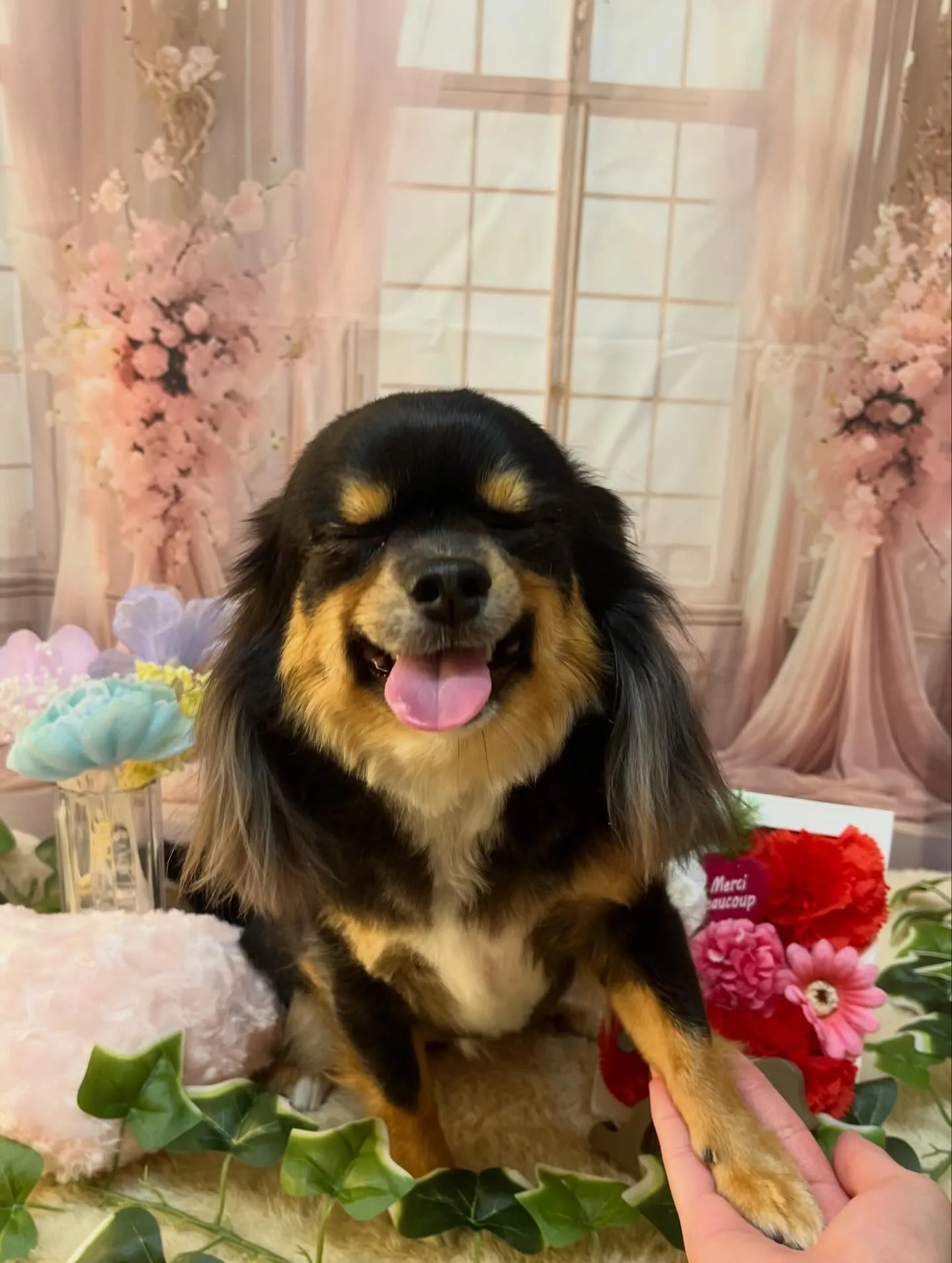 🍃3/17のトリミング🍃チワワ🐶｜名東区・千種区・守山区の動...