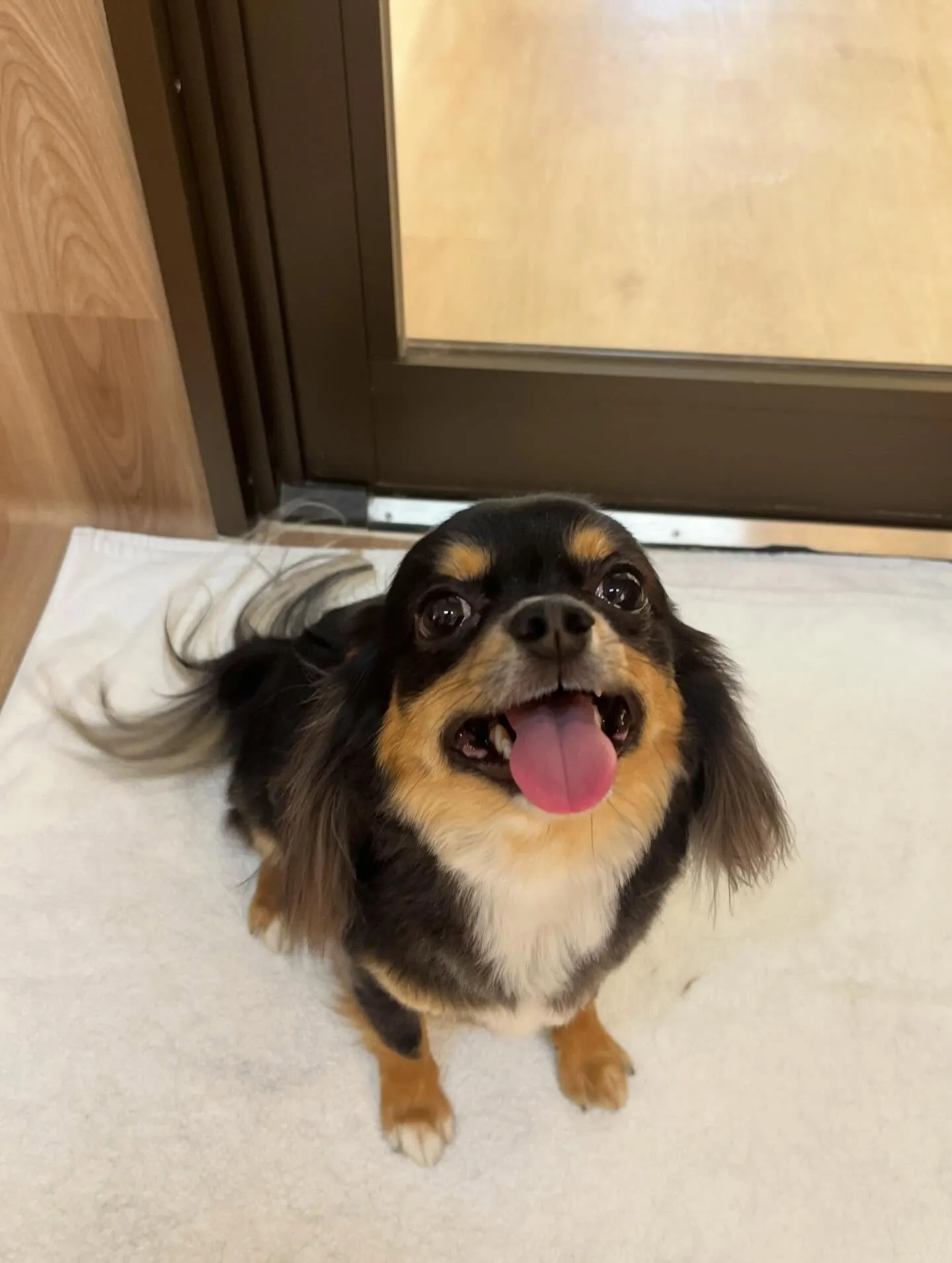 🍃3/17のトリミング🍃チワワ🐶｜名東区・千種区・守山区の動...